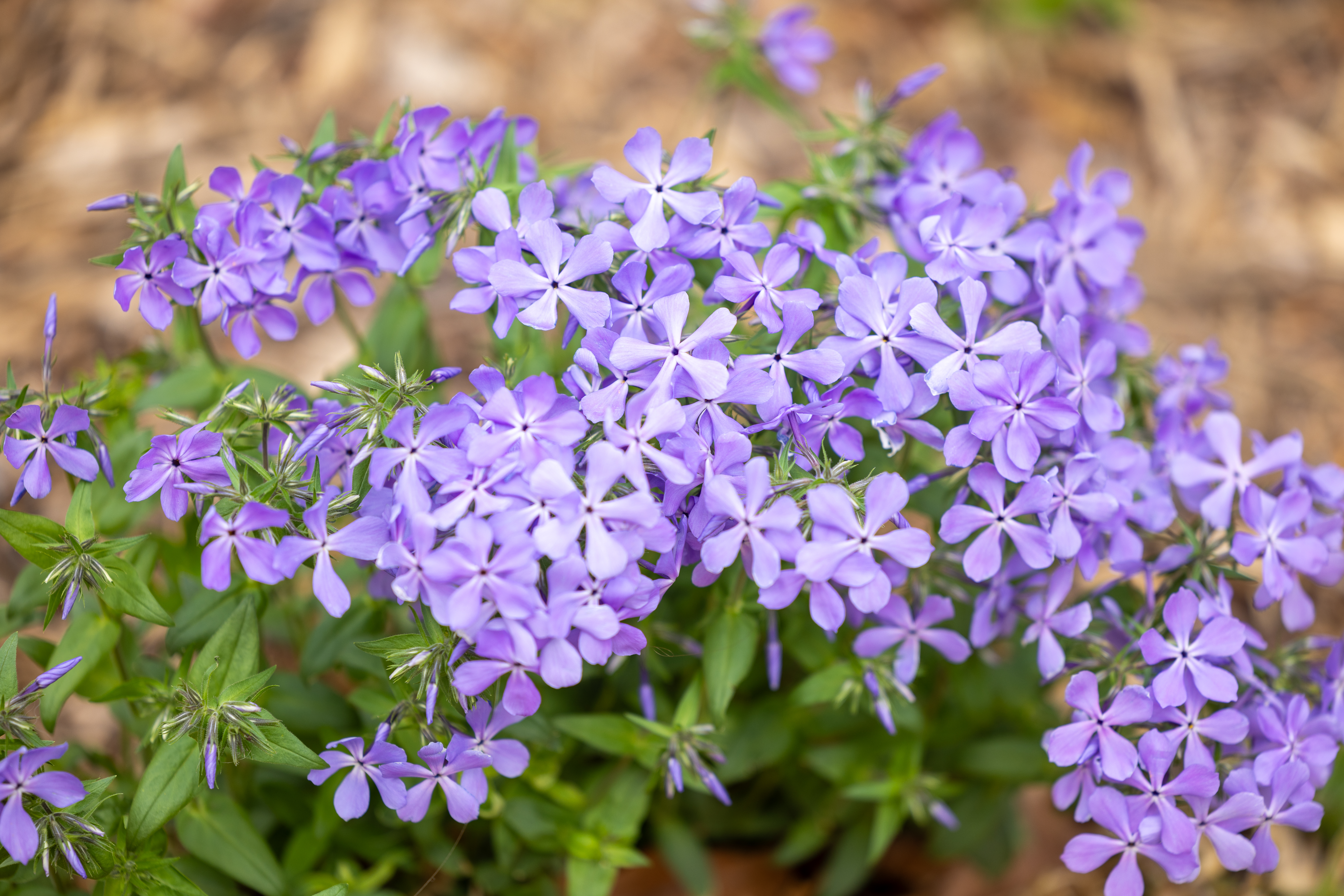 Purple flowers with green leaves in a garden bed.