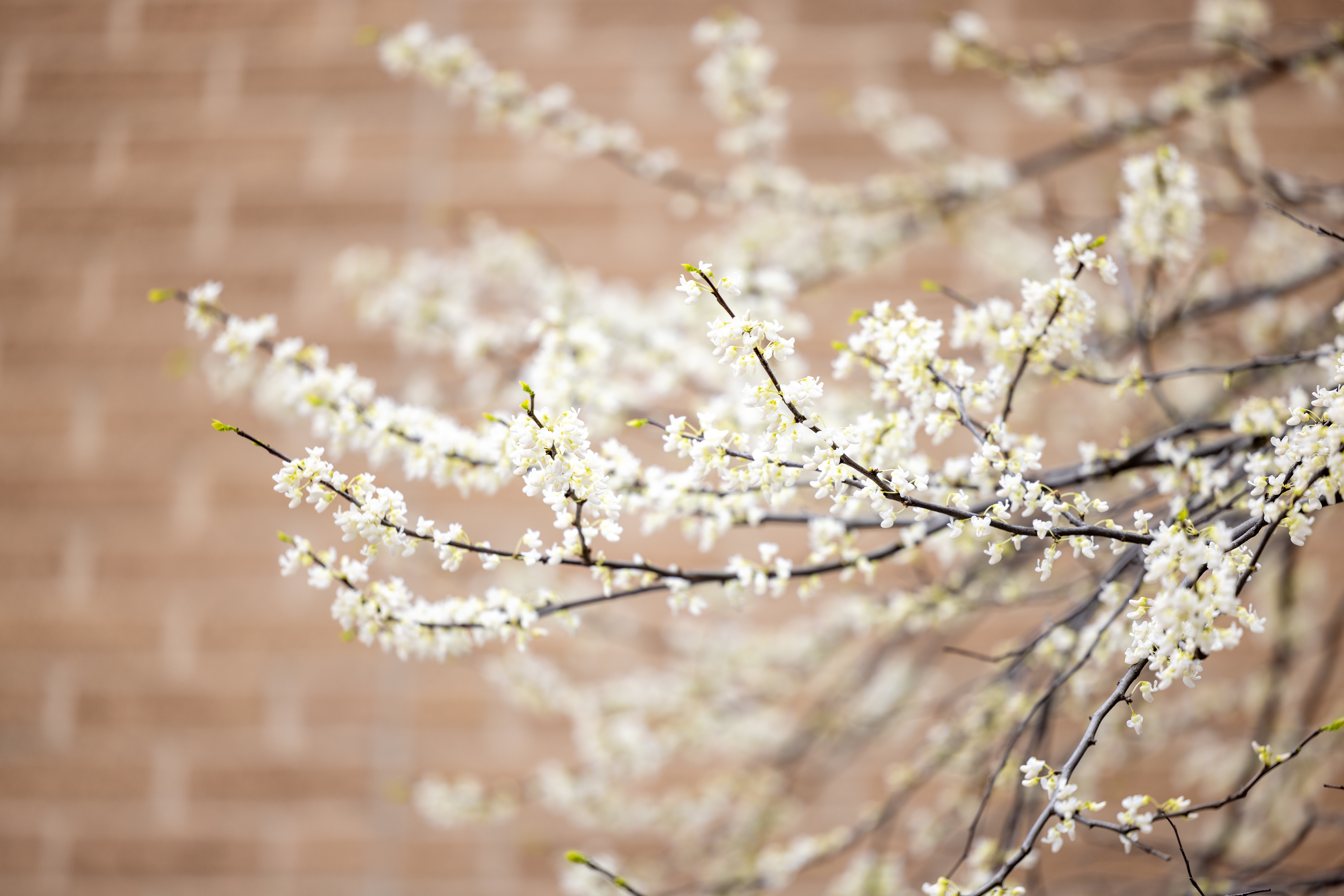 Branches filled with small white blossoms against a blurred brick wall background.
