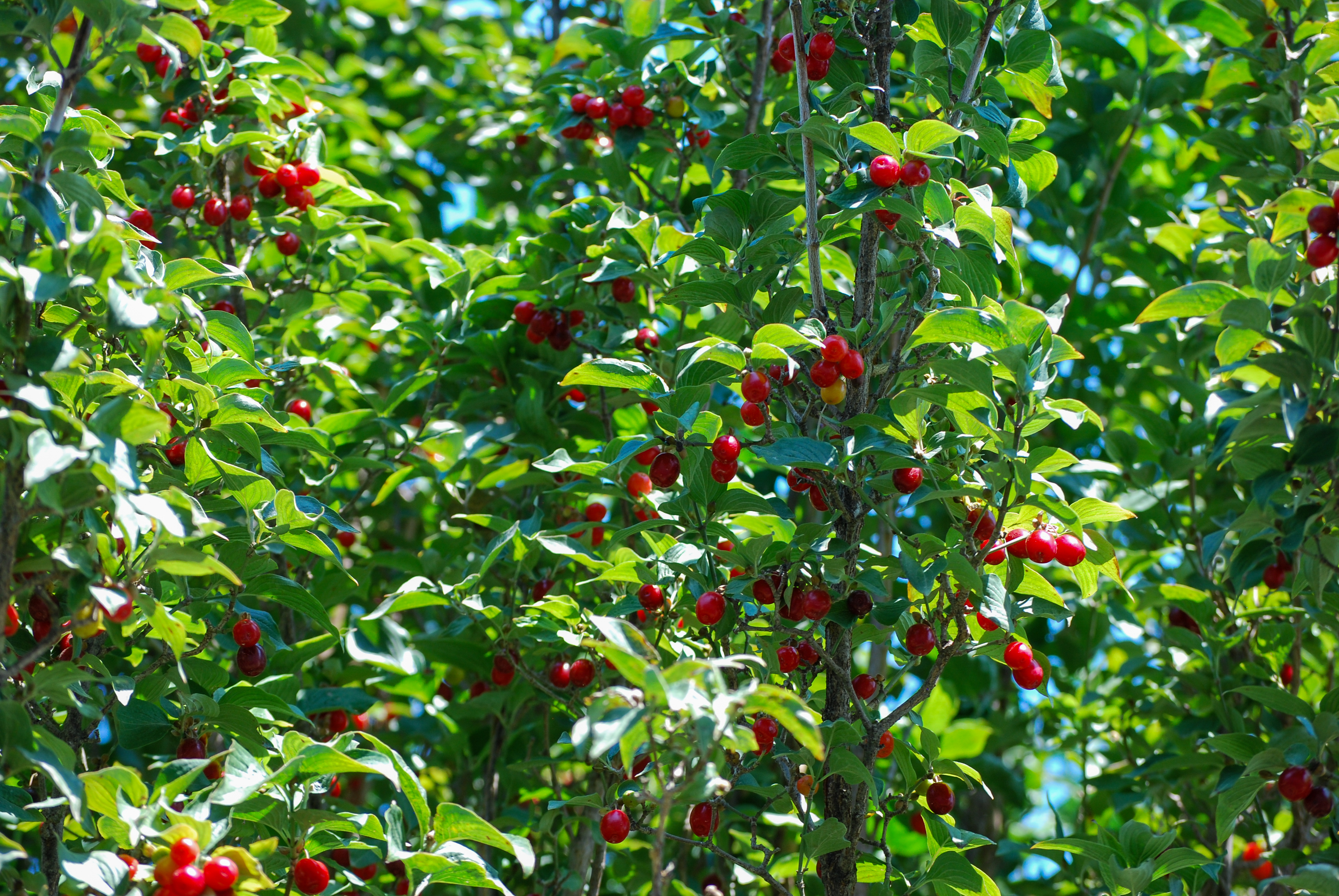 Bright red cherries on leafy green tree branches in sunlight.