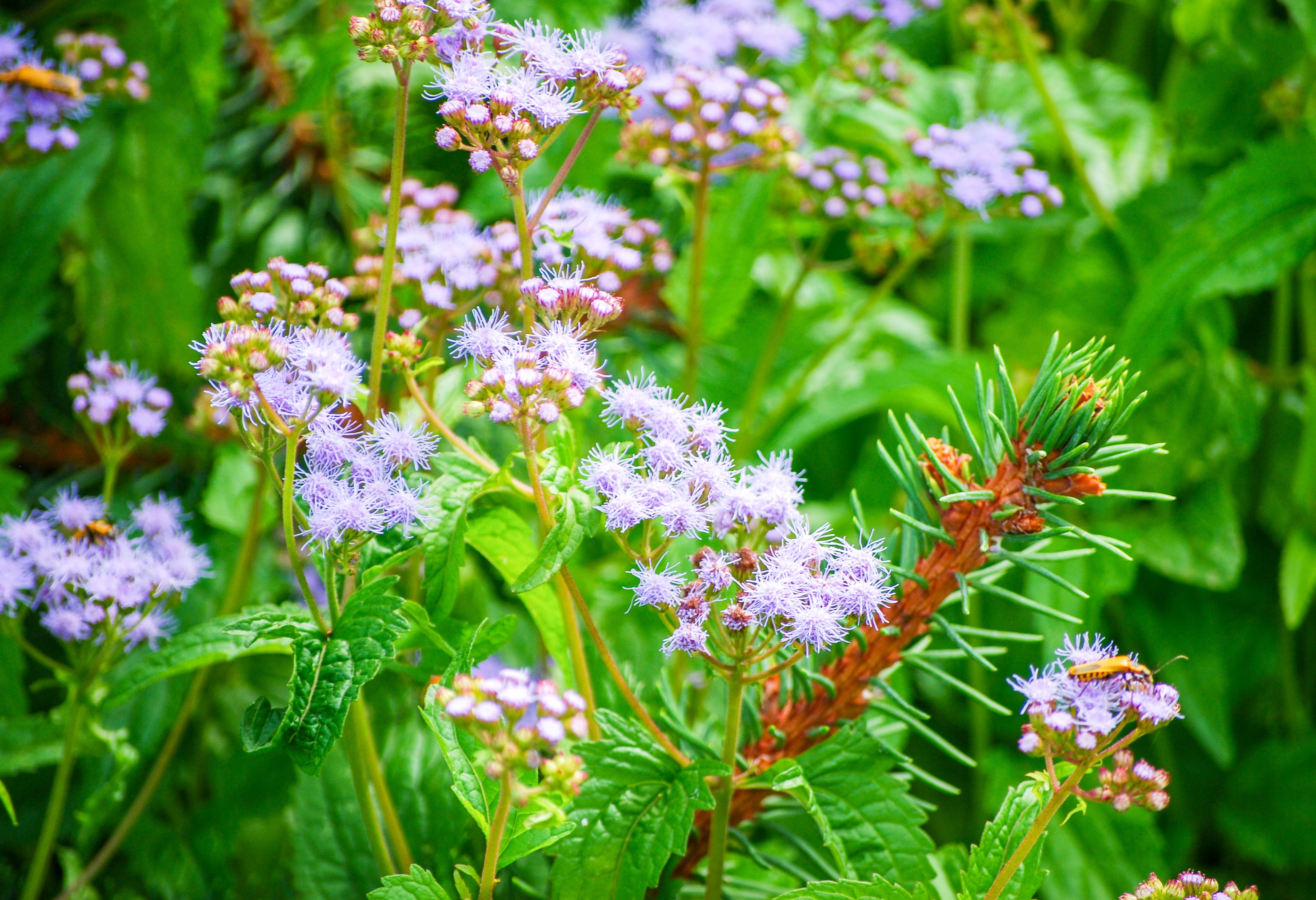 Clusters of fuzzy, lavender-blue blue mistflower (Conoclinium coelestinum) blooms surrounded by green foliage.