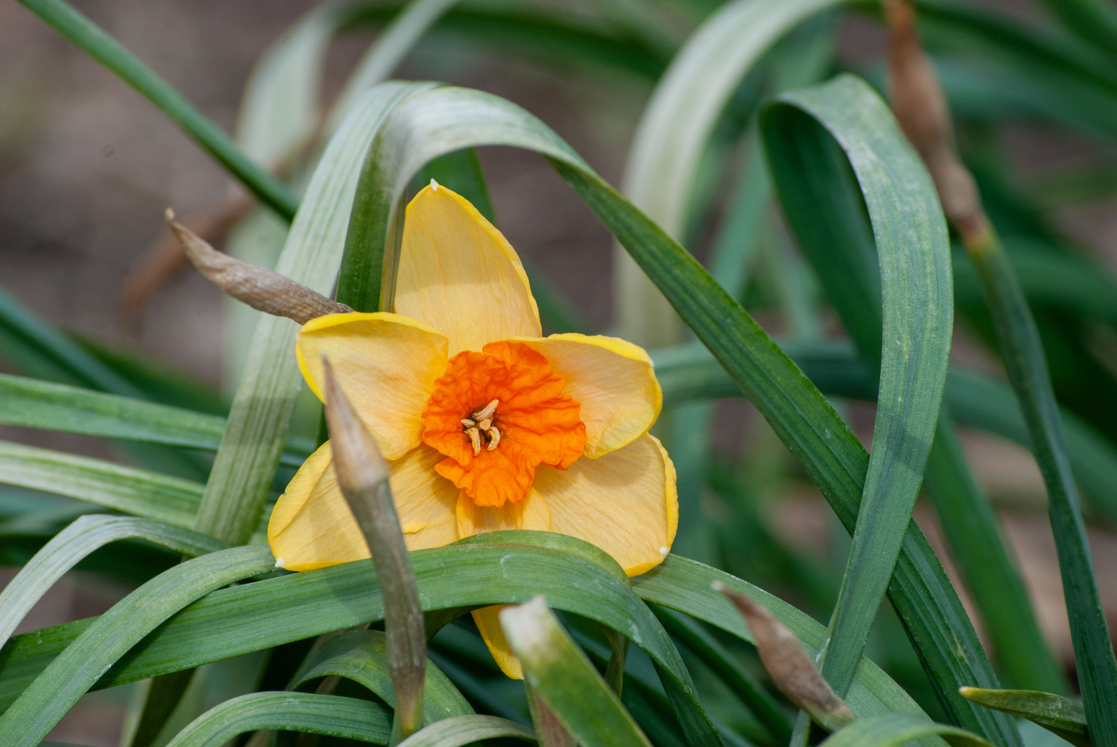 Yellow daffodil (Narcissus spp.) with orange trumpet blooming among green foliage in early spring.