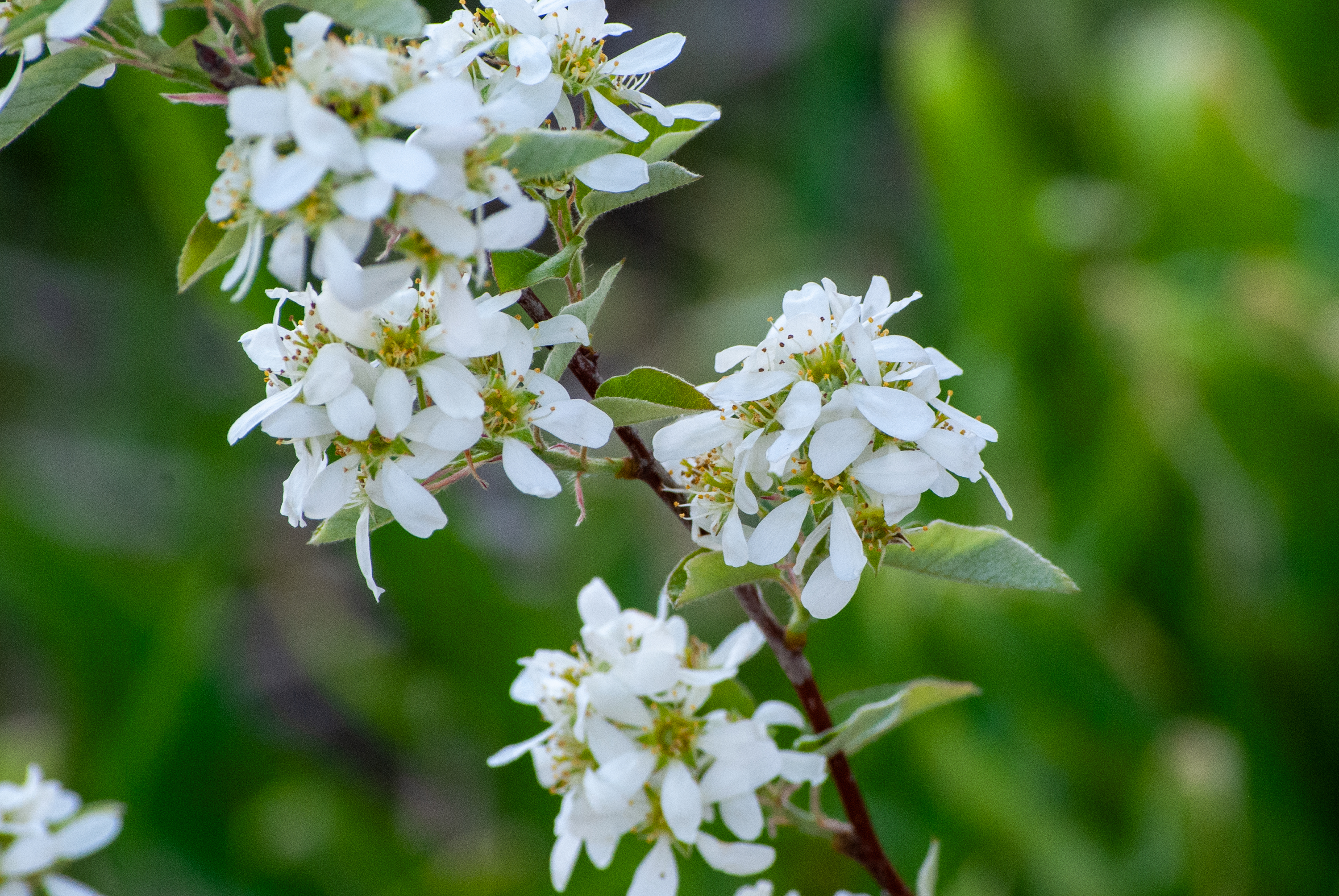 Close-up of the recently opened white flowers of ‘Regent’ Saskatoon serviceberry on April 13th, 2026 in eastern Nebraska.