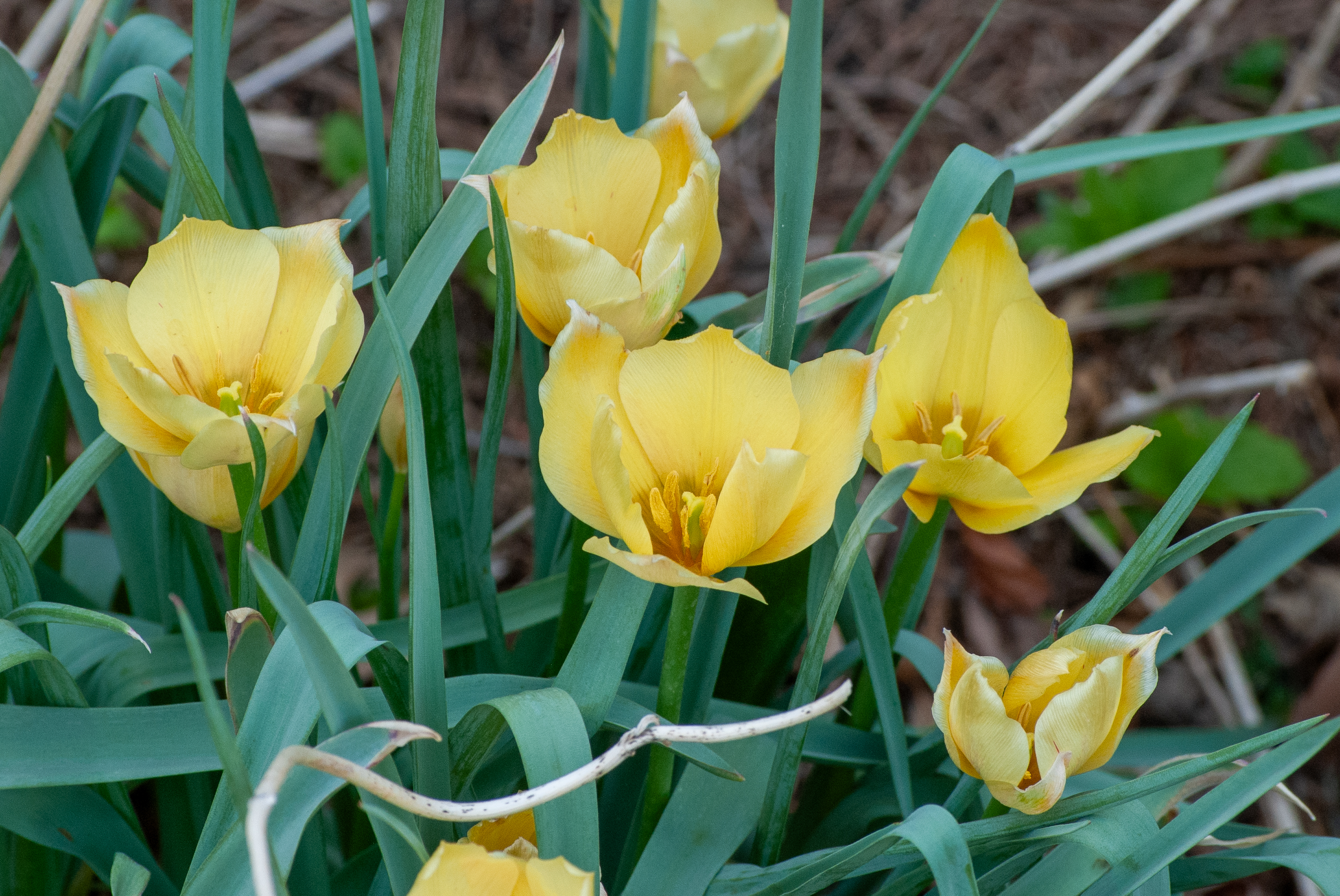 Yellow tulips blooming among green leaves and stems in a garden setting.