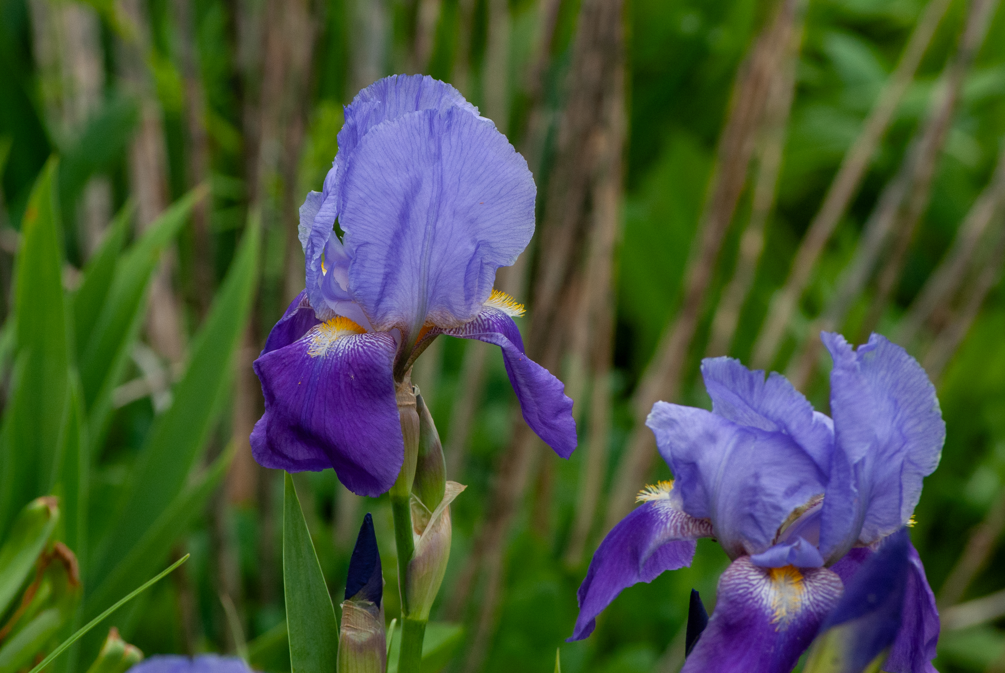 Purple irises in bloom with green foliage in the background.