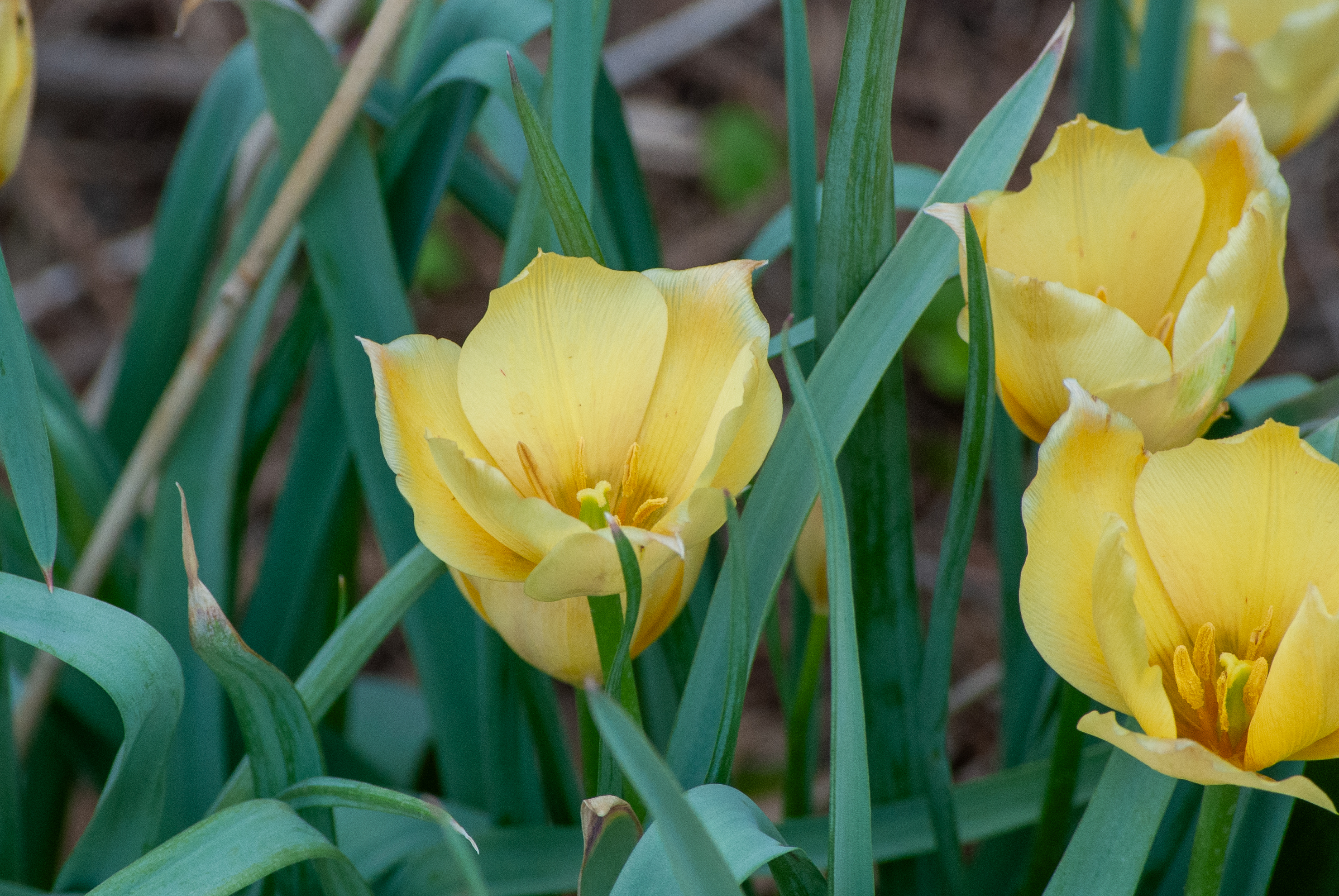 Yellow tulips surrounded by green leaves in a garden setting.