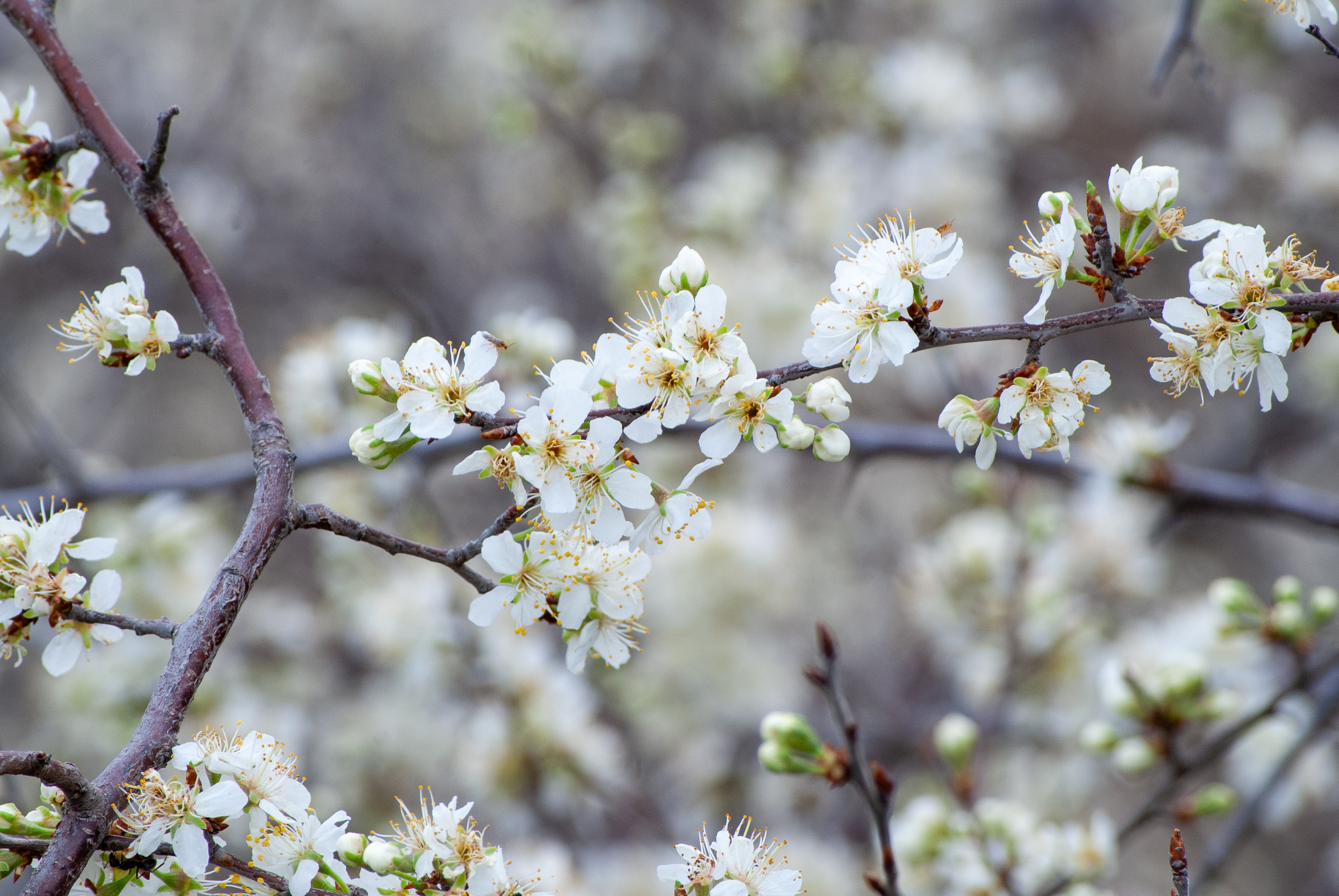 White blossoms on thin tree branches against a blurred background.