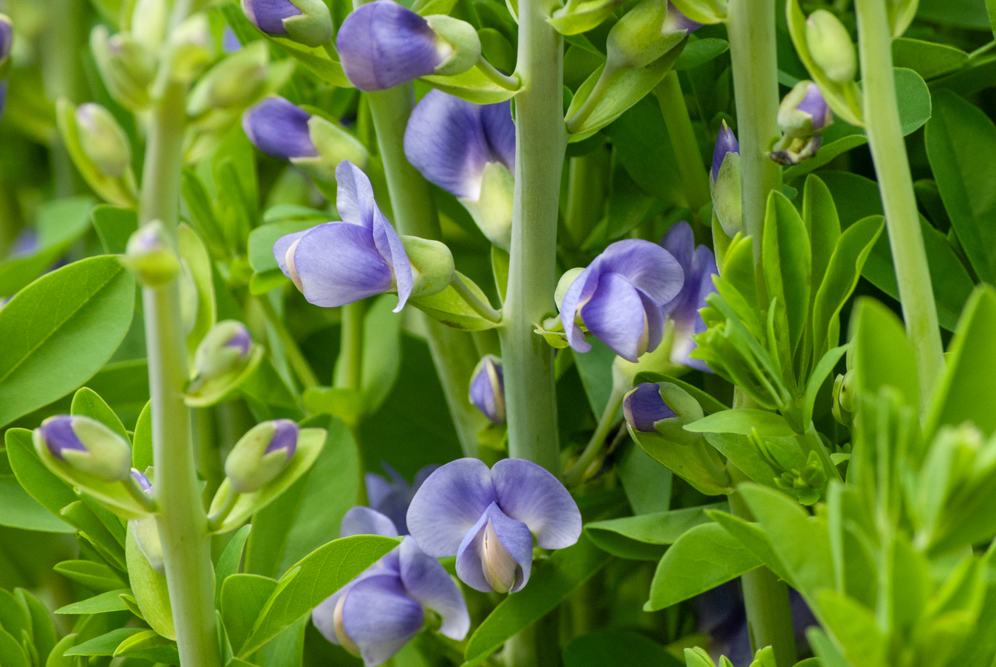 Purple flowers and green leaves on tall stems in a lush, vibrant garden setting.