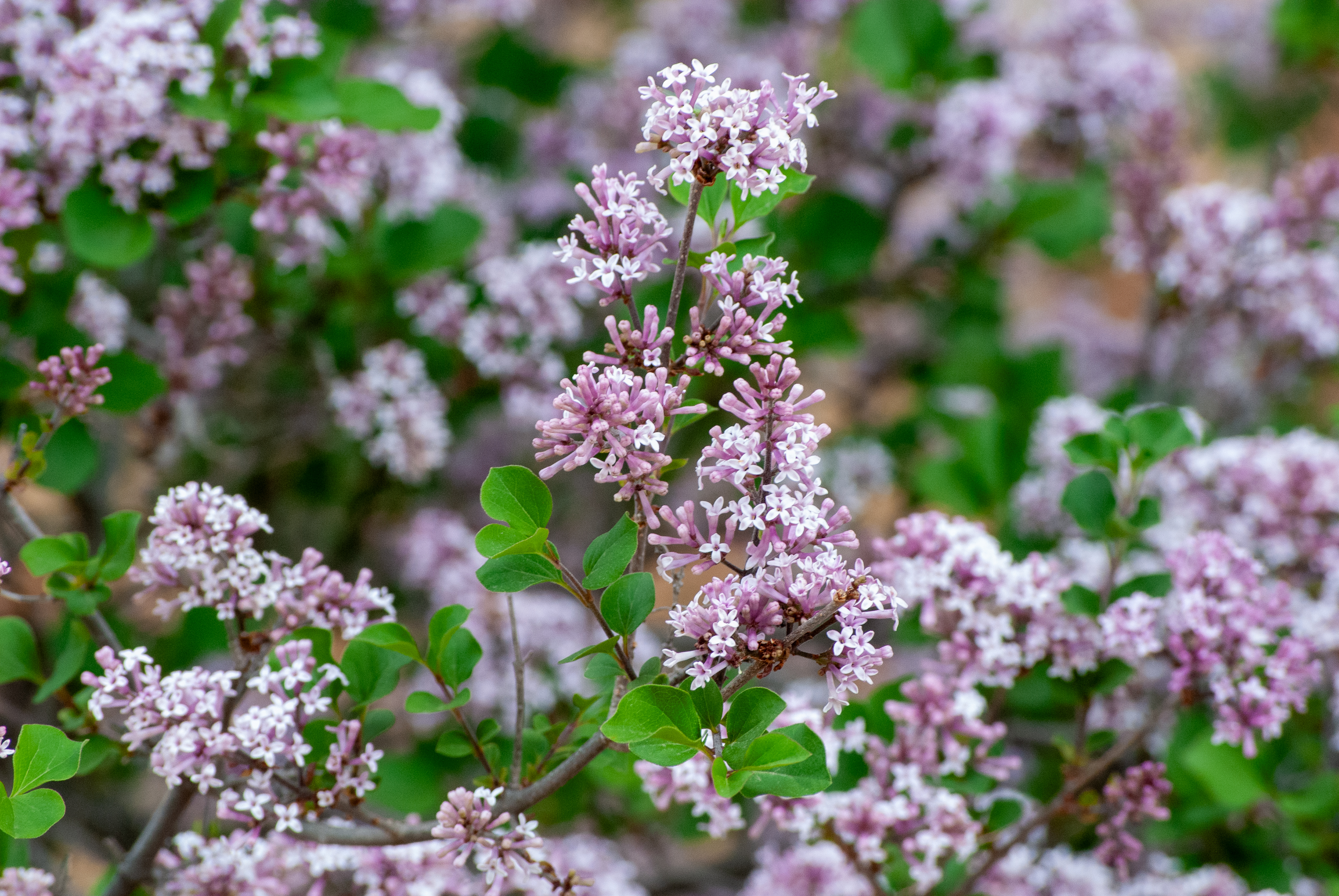 Purple lilac flowers cluster together, accented by green leaves in a garden setting.