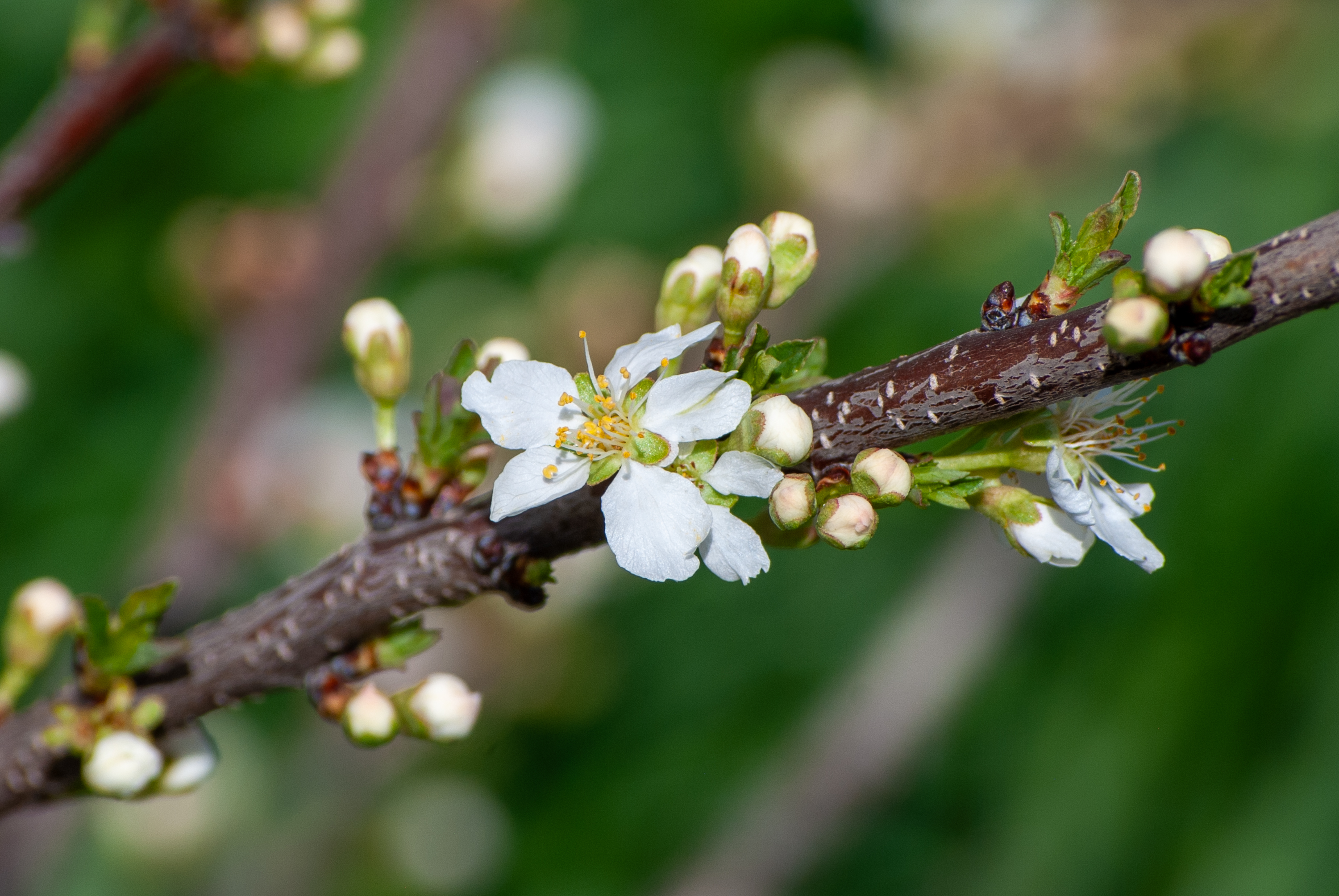 White cherry blossoms and buds on a brown branch, blurred green background.