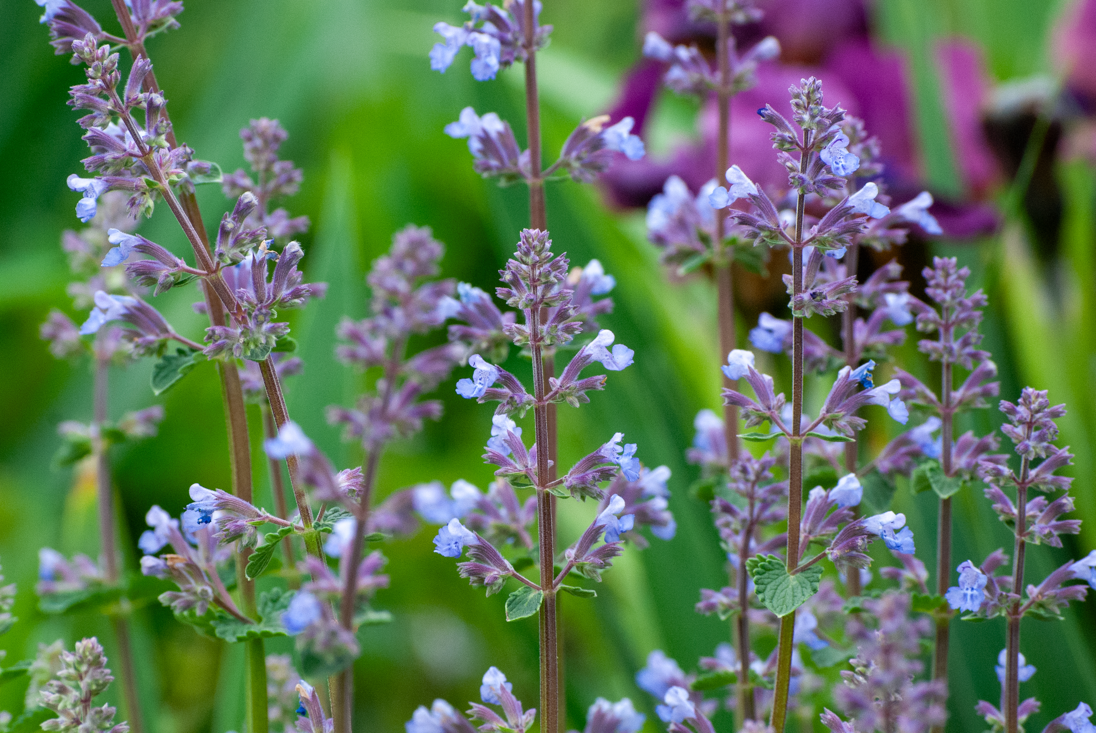 Purple and blue flowering stems in a green garden setting.