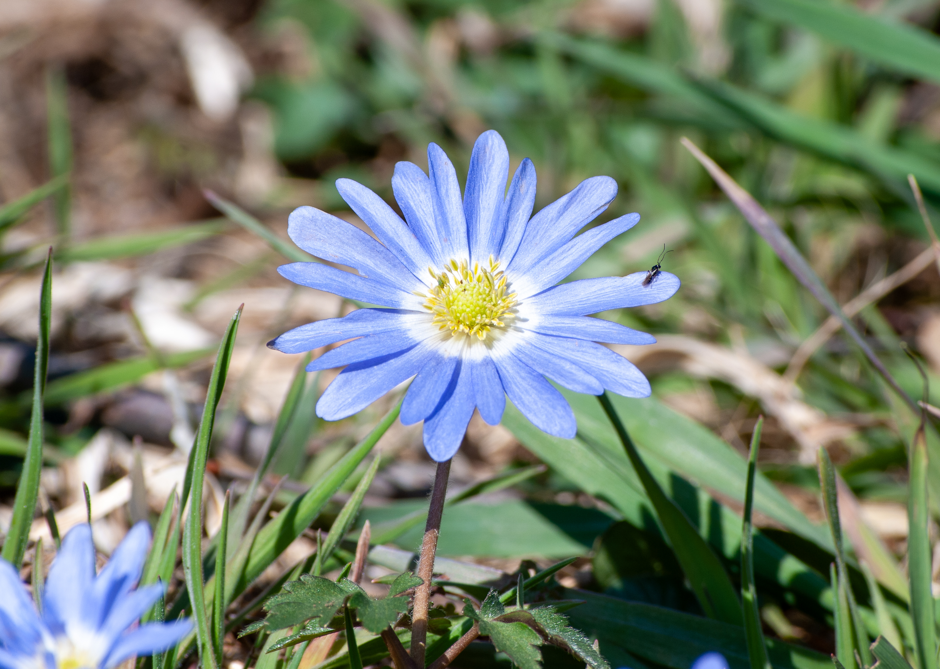 Blue Greek anemone flower with yellow center blooming in early spring