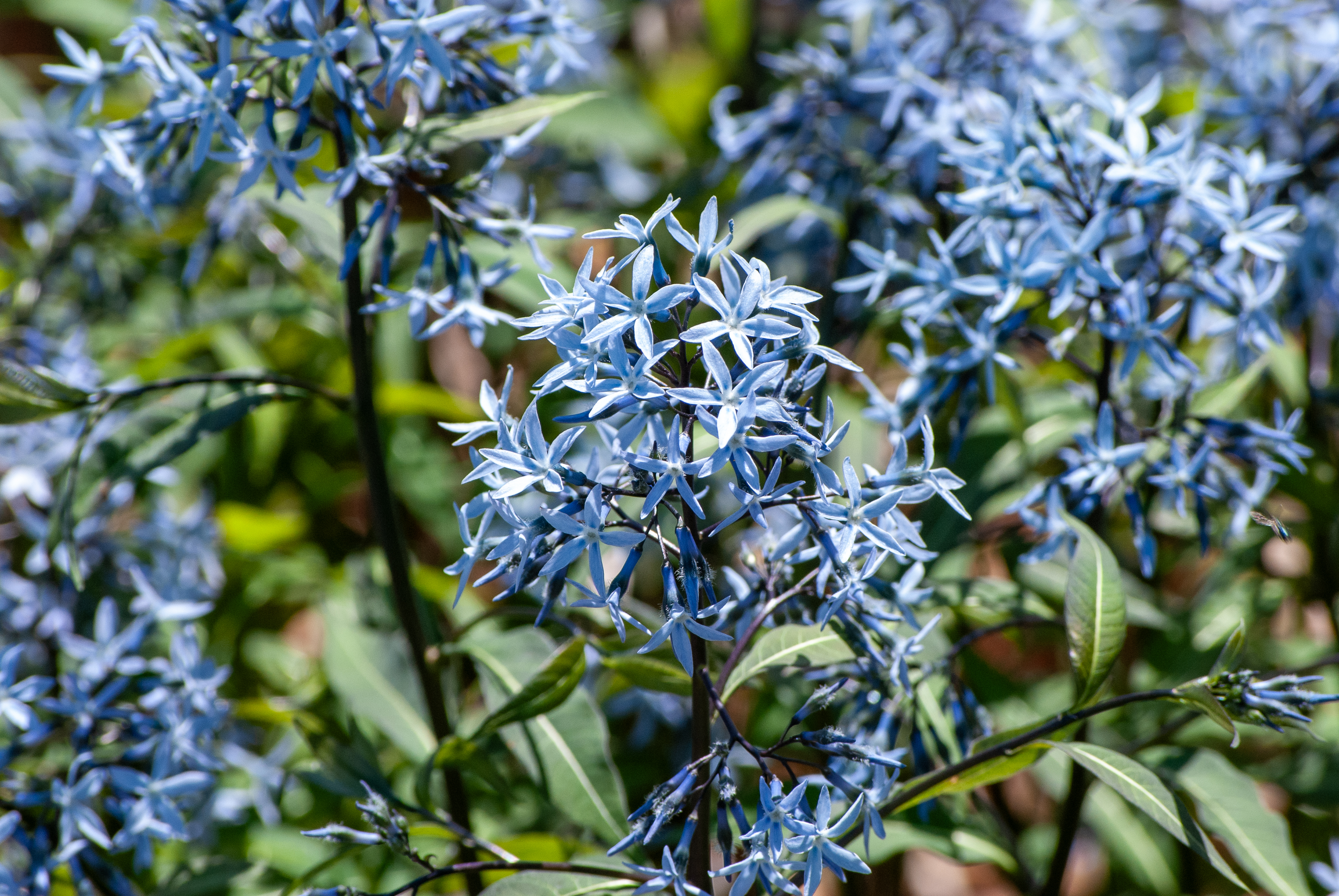 Clusters of star-shaped blue flowers among green leaves in bright sunlight.