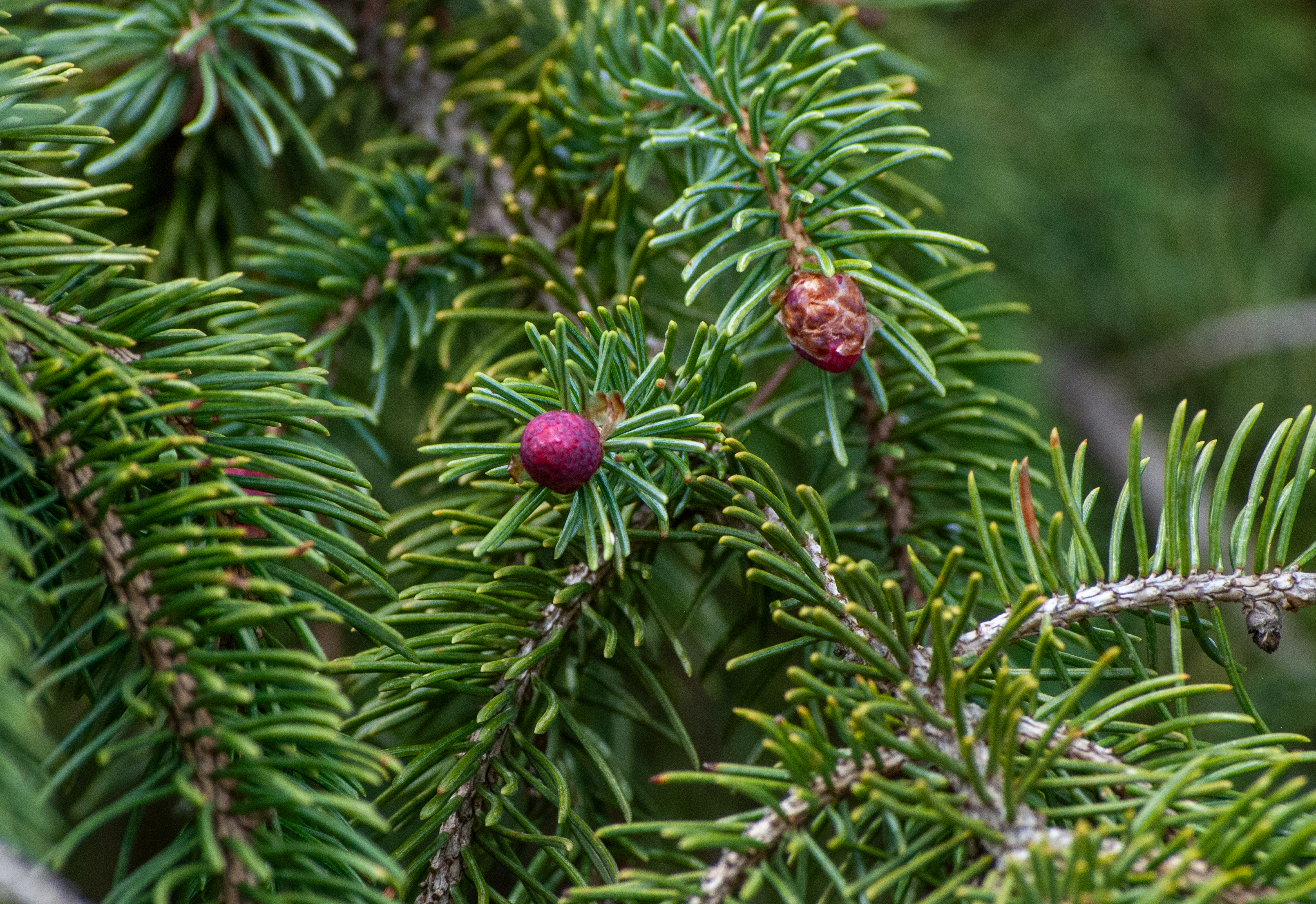 Needles and developing cones on Norway Spruce (Picea abies) branch in early spring in eastern Nebraska.