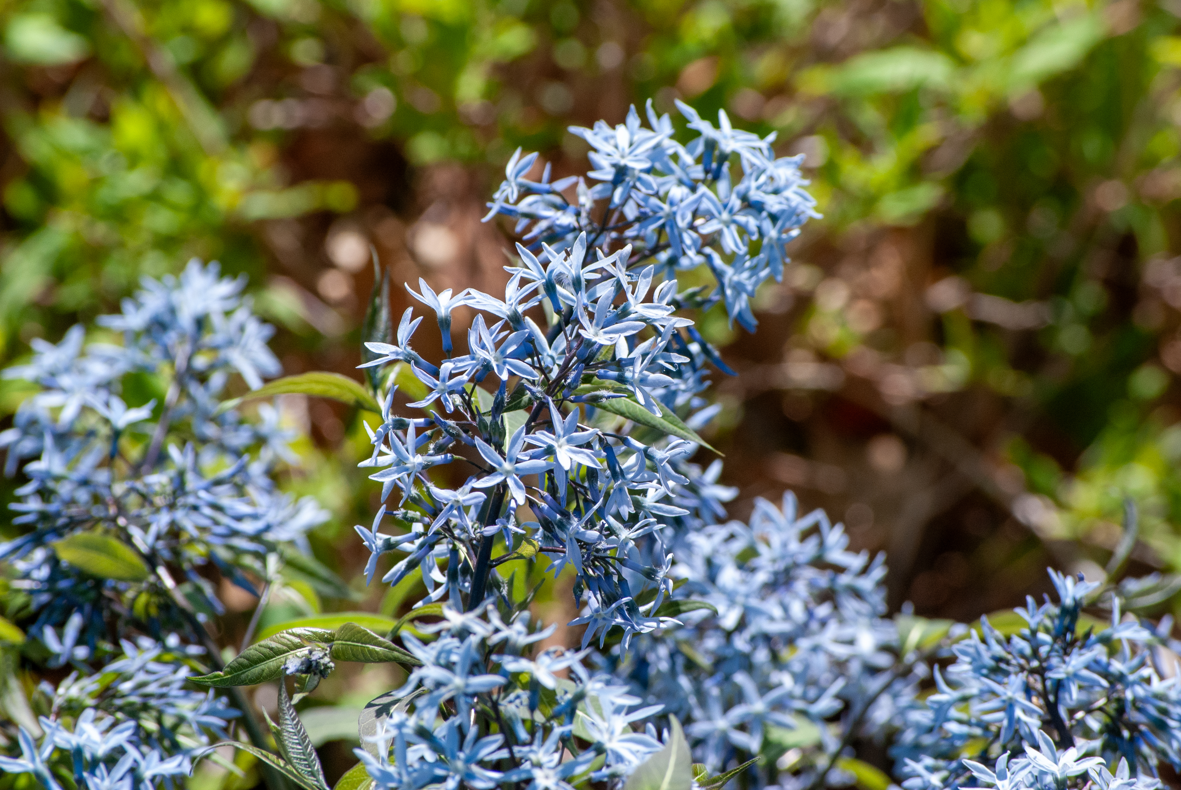 Cluster of delicate, star-shaped blue flowers with green leaves in a sunlit garden.