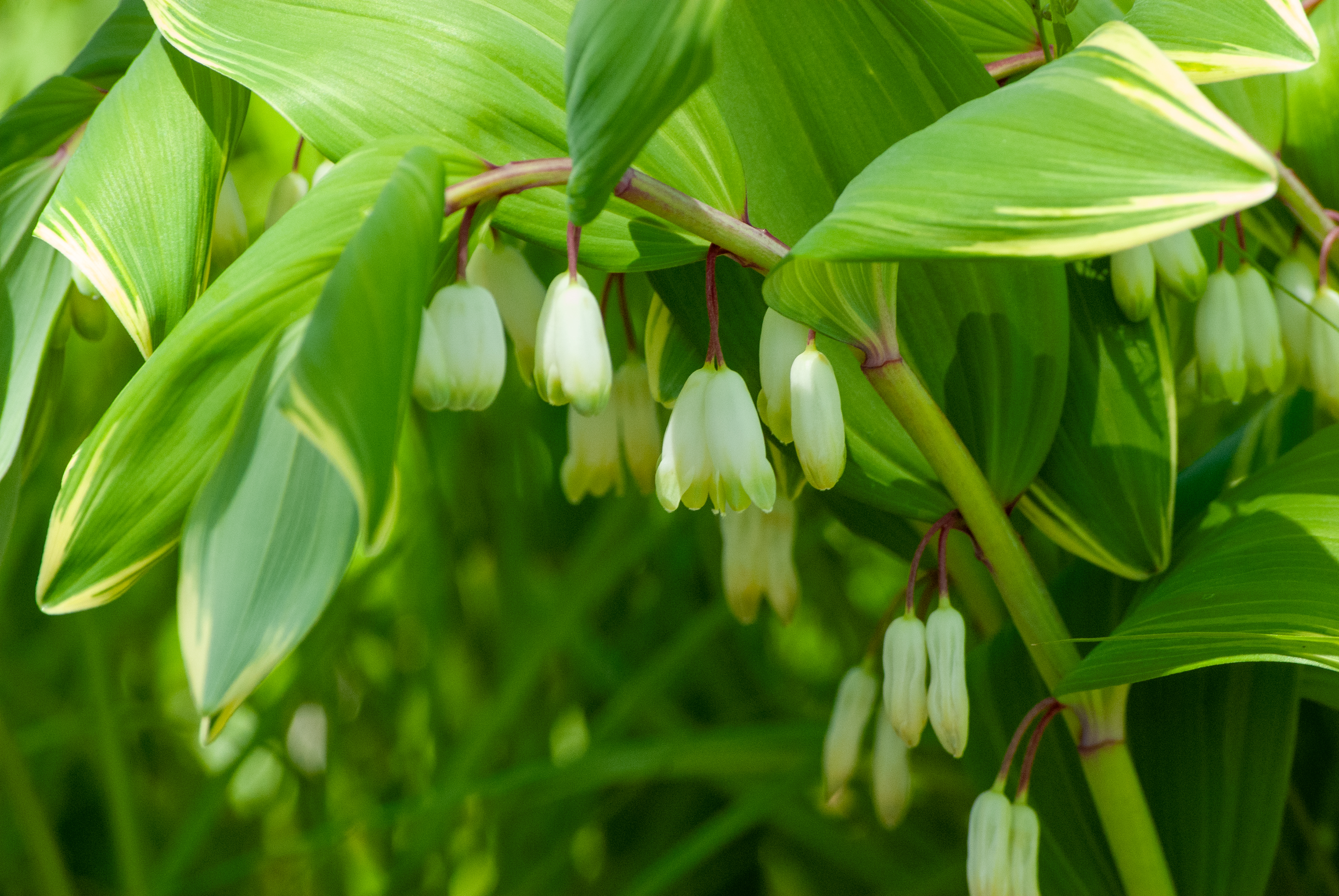 Green leaves and white bell-shaped flowers in sunlight.