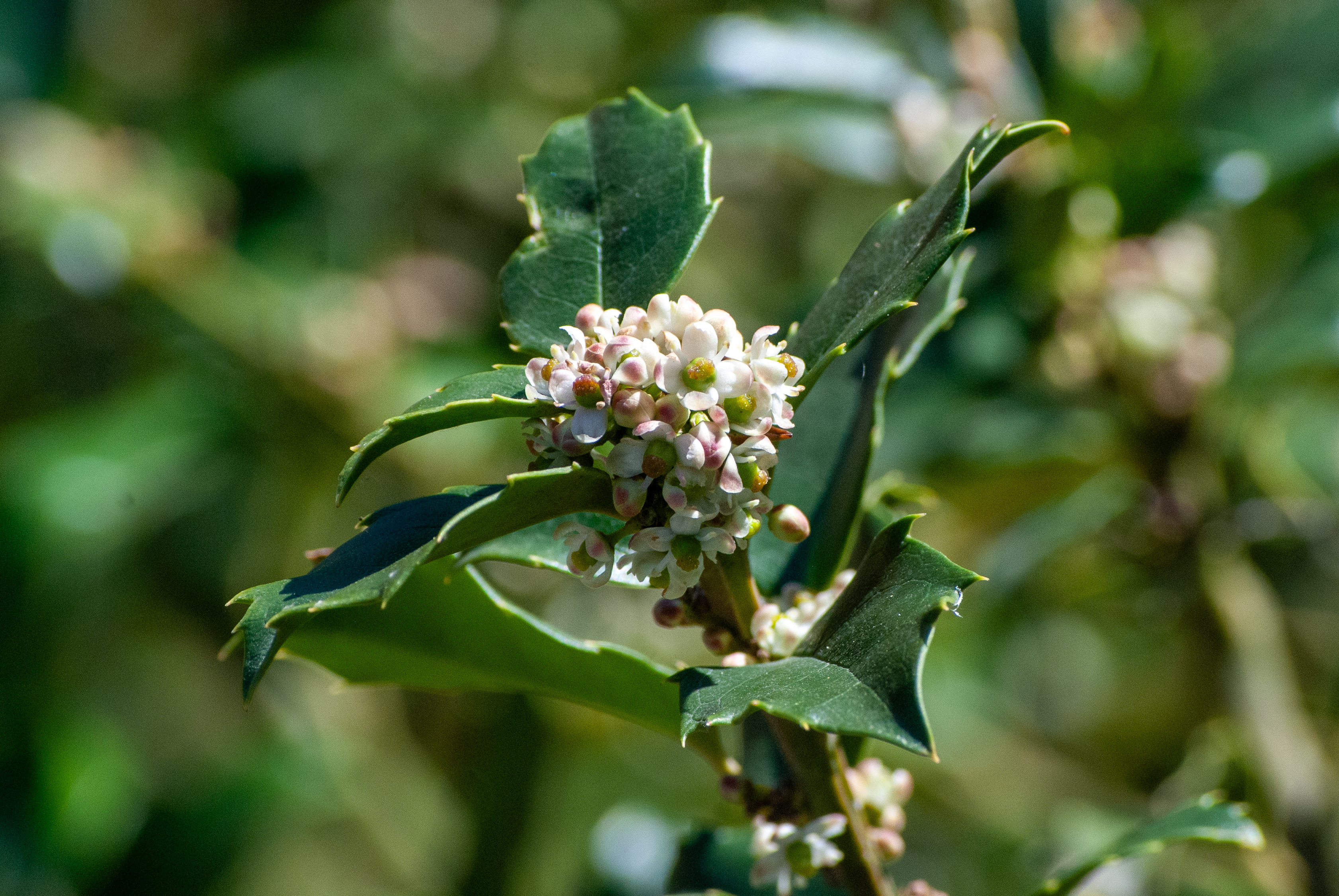Holly branch with dark green leaves and small light pink flowers in sunlight.