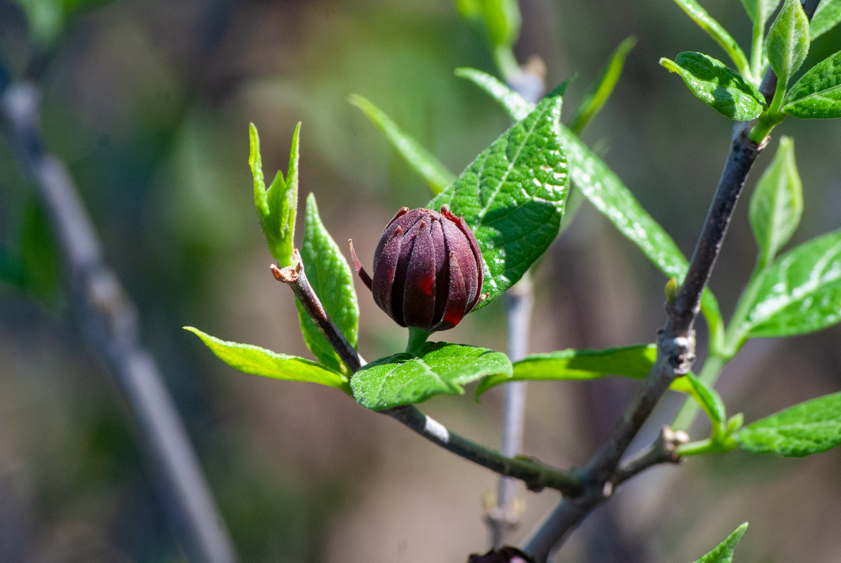 Dark red flower bud surrounded by fresh green leaves on a branch, set against a blurred background.