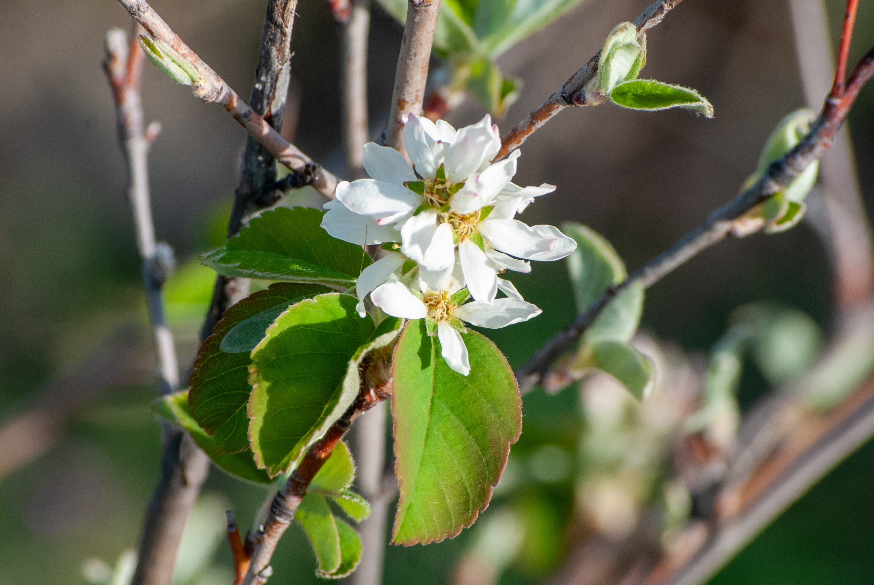 White blossoms and green leaves on tree branches in sunlight.