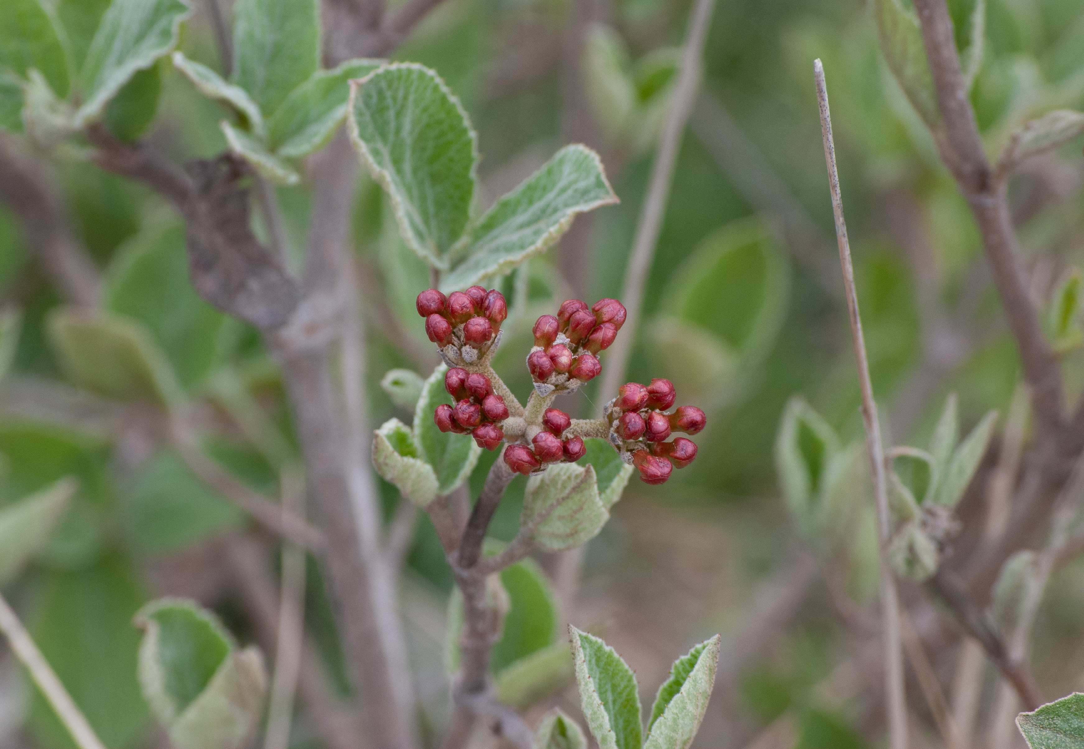 Cluster of red flower buds on ‘Baby Spice’ Koreanspice viburnum (Viburnum carlesii ‘Baby Spice’) on April 8th, 2026 in eastern Nebraska.