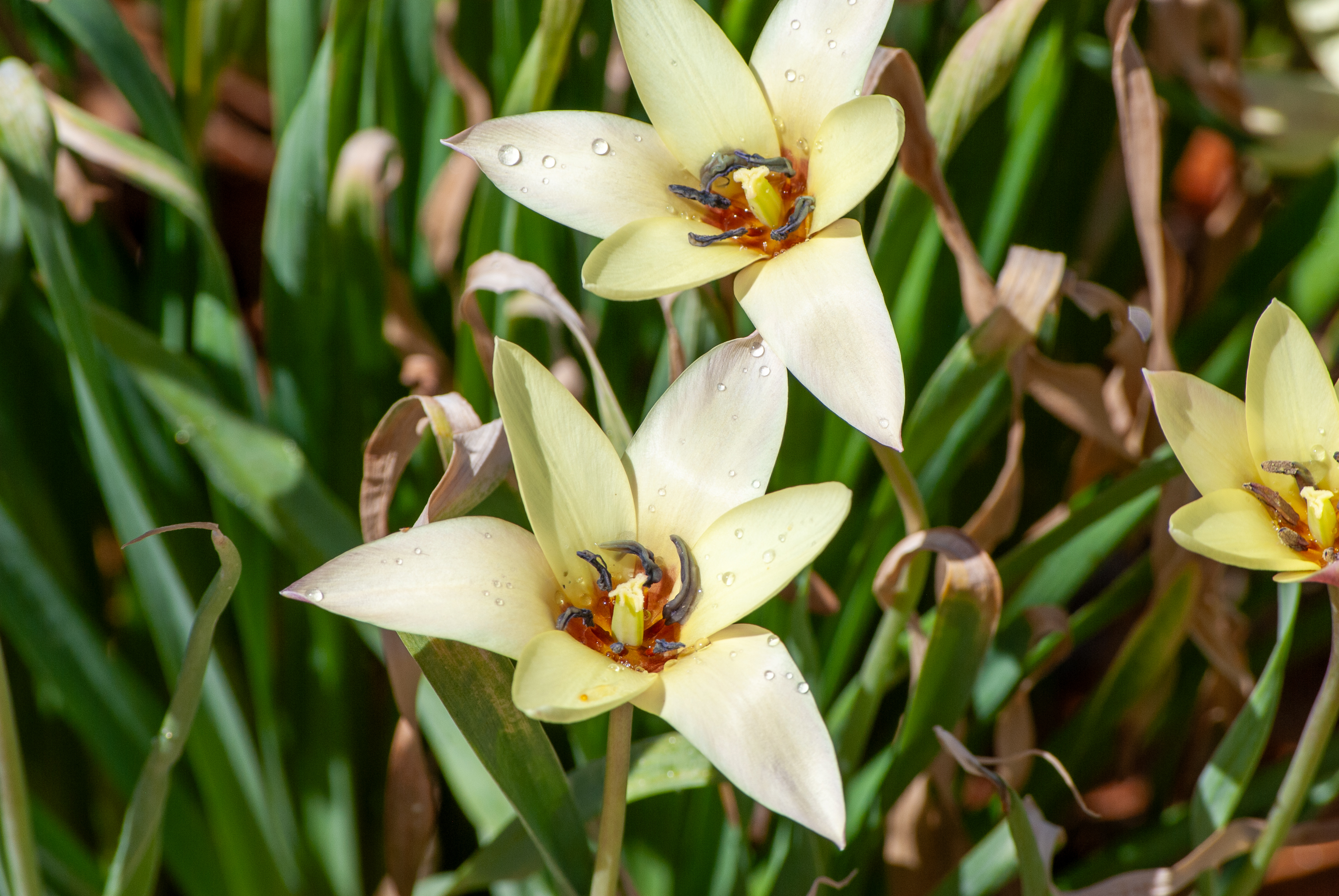 Pale yellow tulips with dew drops against green foliage.