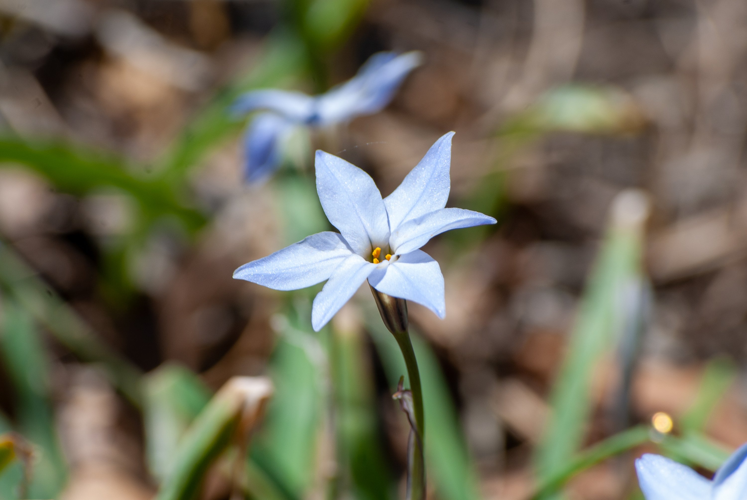 Blue star-shaped flower with yellow center, surrounded by green leaves and blurred earthy background.