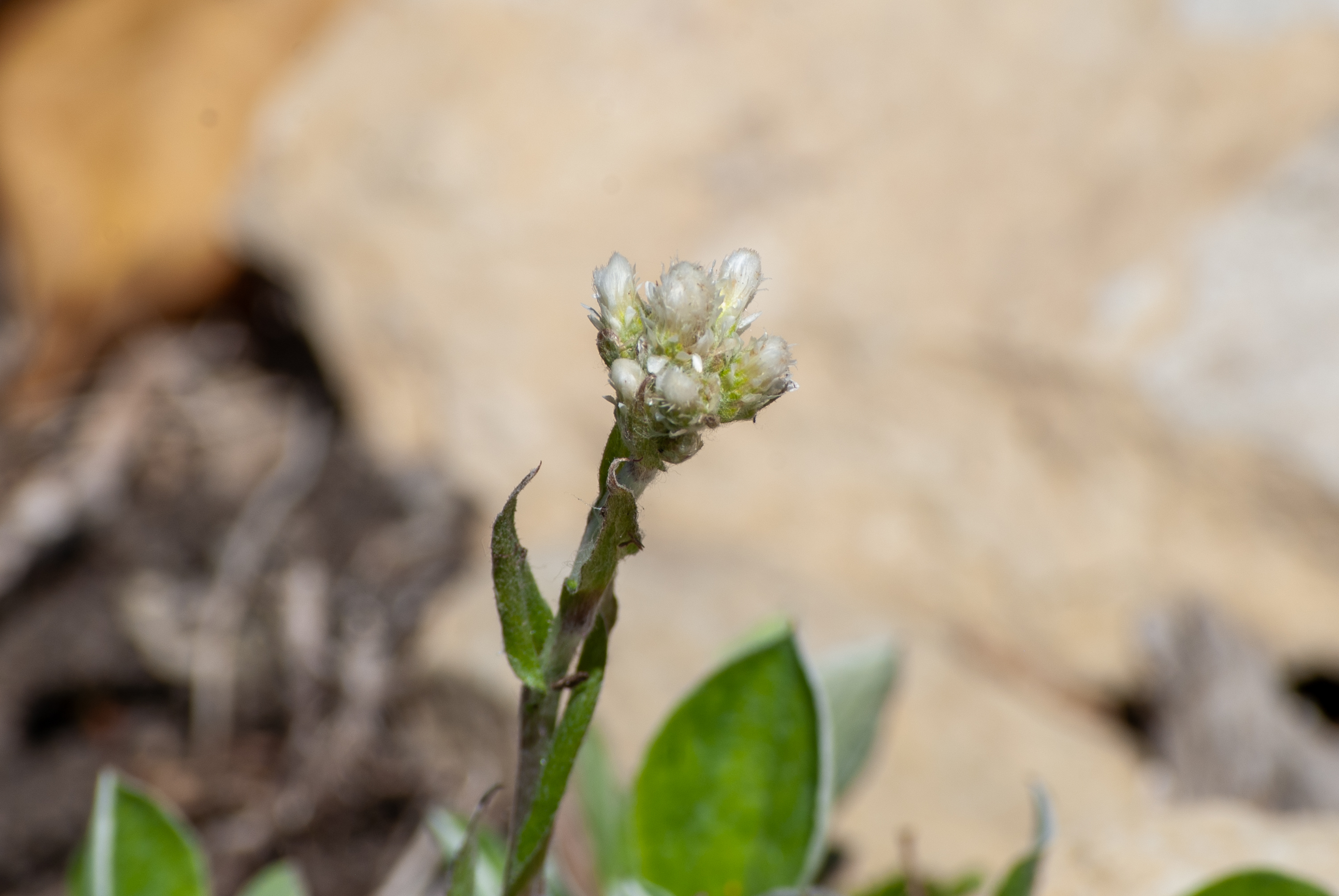 Small white wildflower with green leaves against a blurred earthy background.