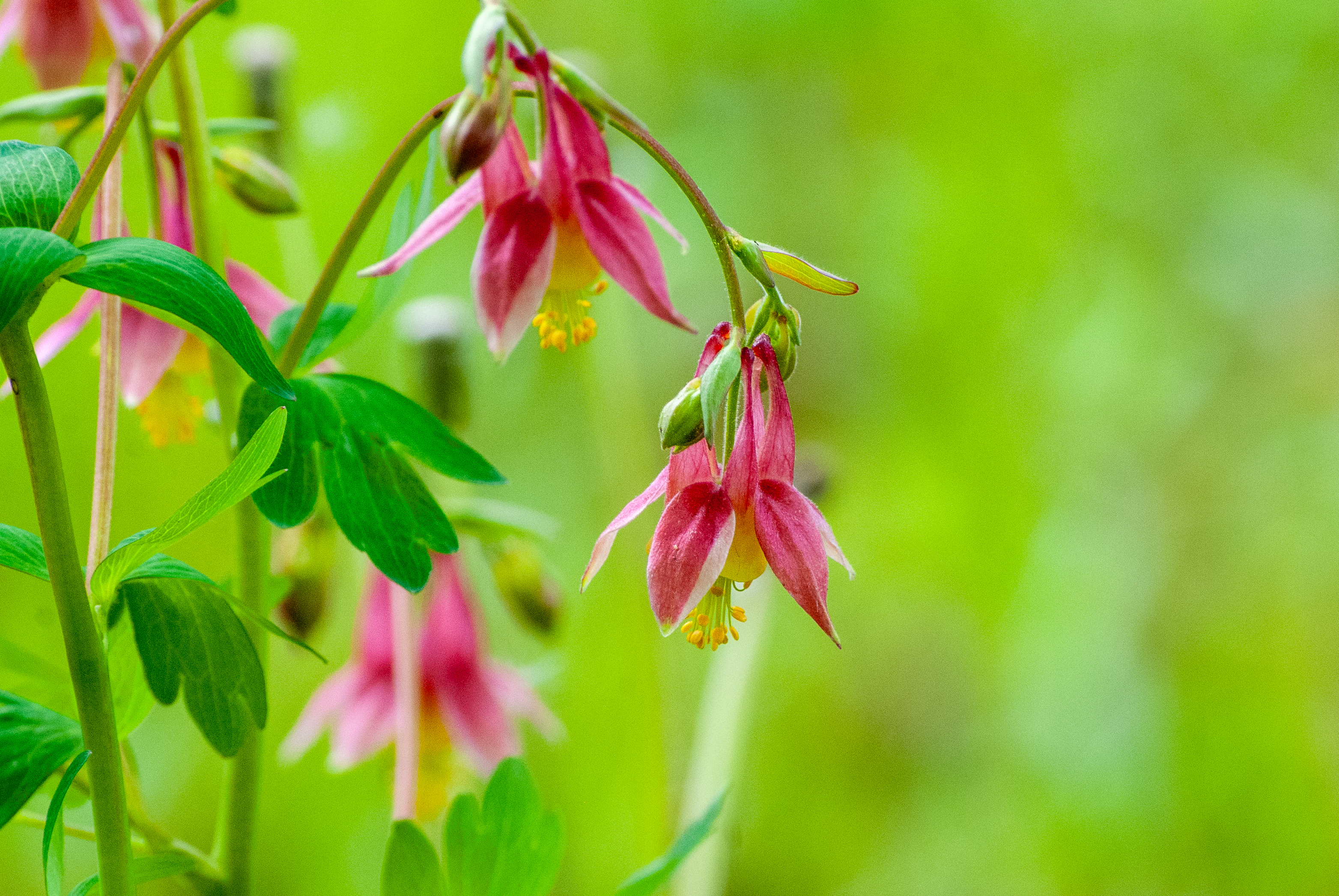 Pink and red hanging flowers with green leaves, set against a blurred green background.
