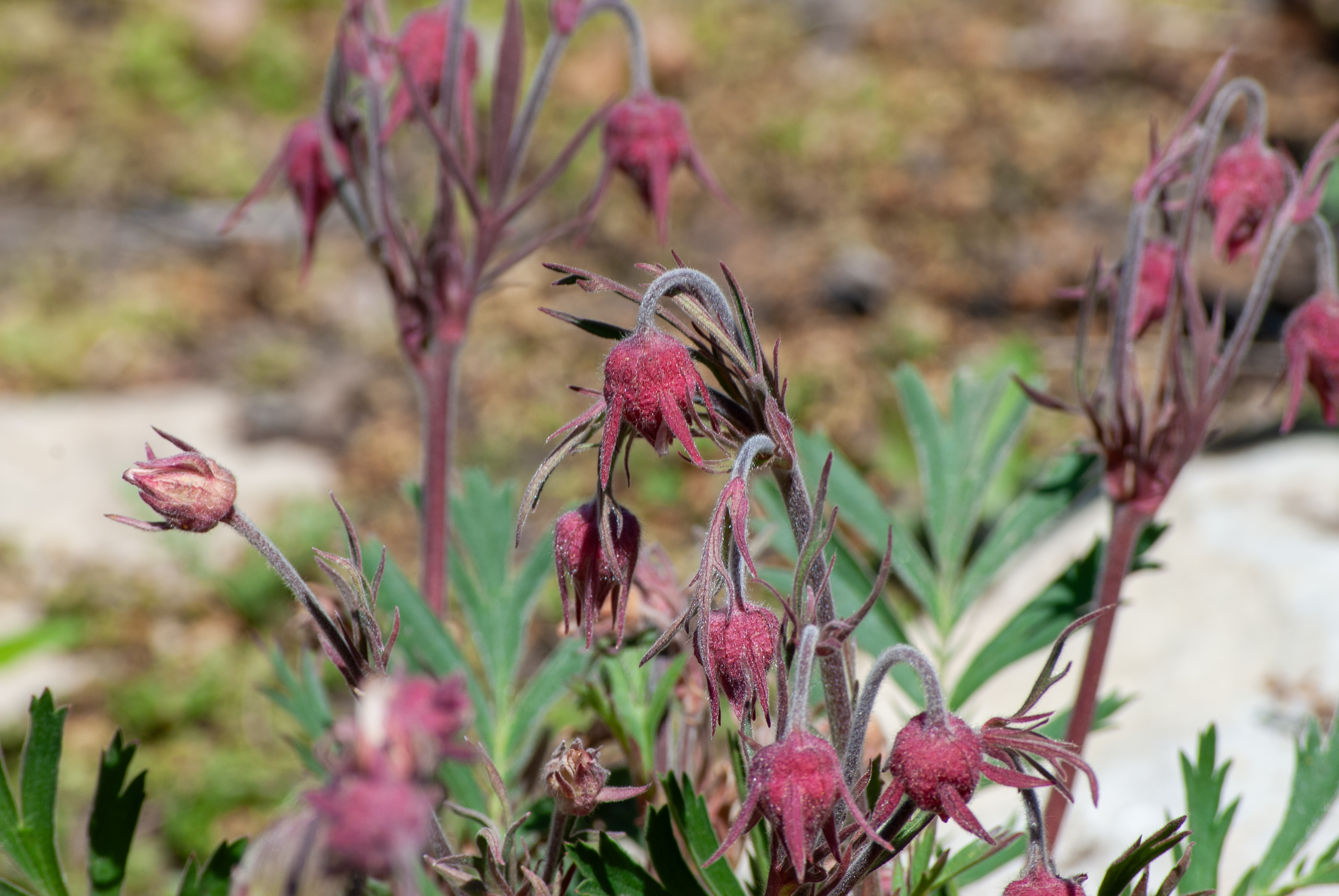 Pink wildflowers with fuzzy, drooping buds surrounded by green foliage outdoors.