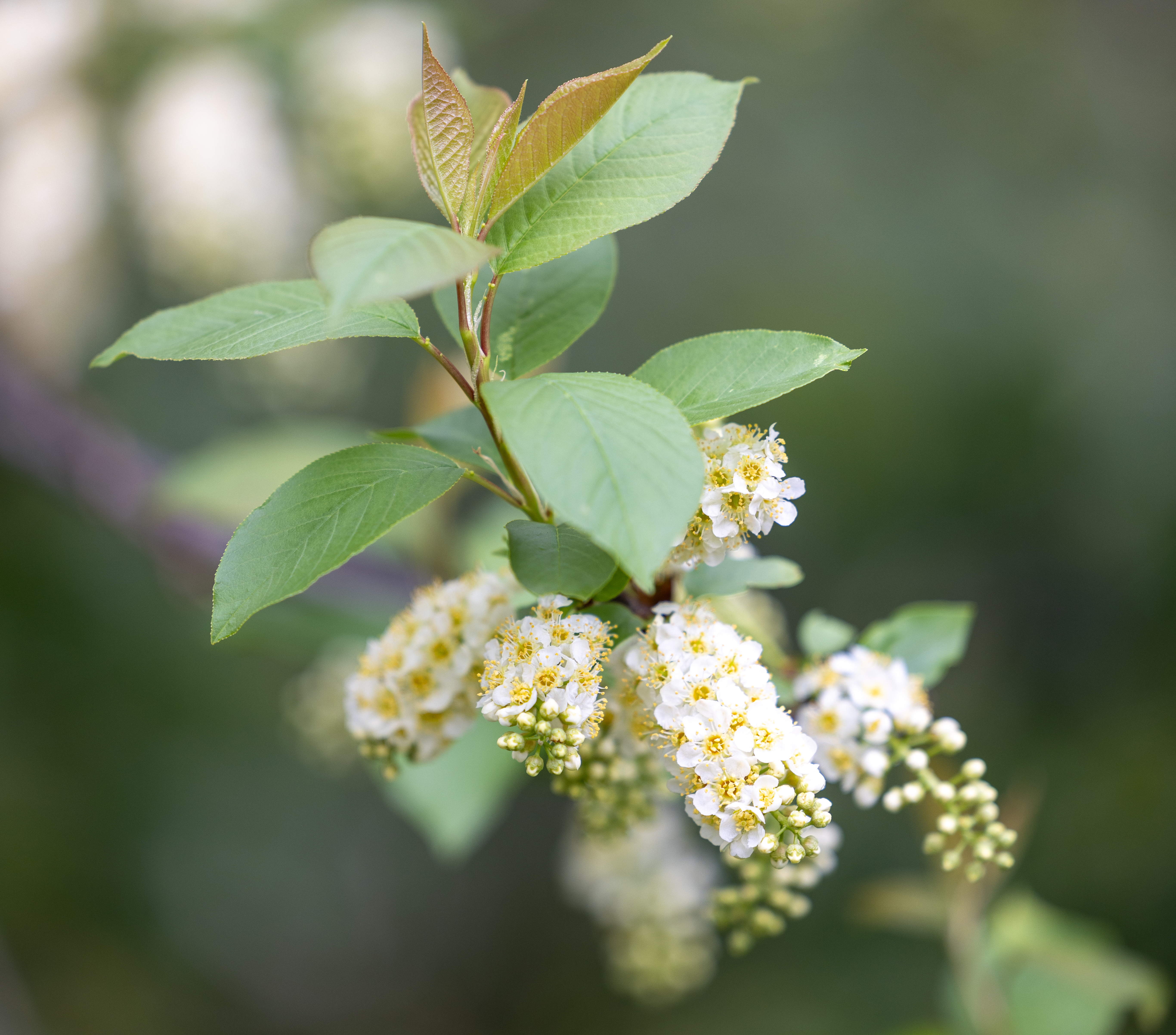 Chokecherry (Prunus virginiana) in bloom, showcasing its elongated clusters of white flowers in the Backyard Farmer Garden, April 12, 2026.