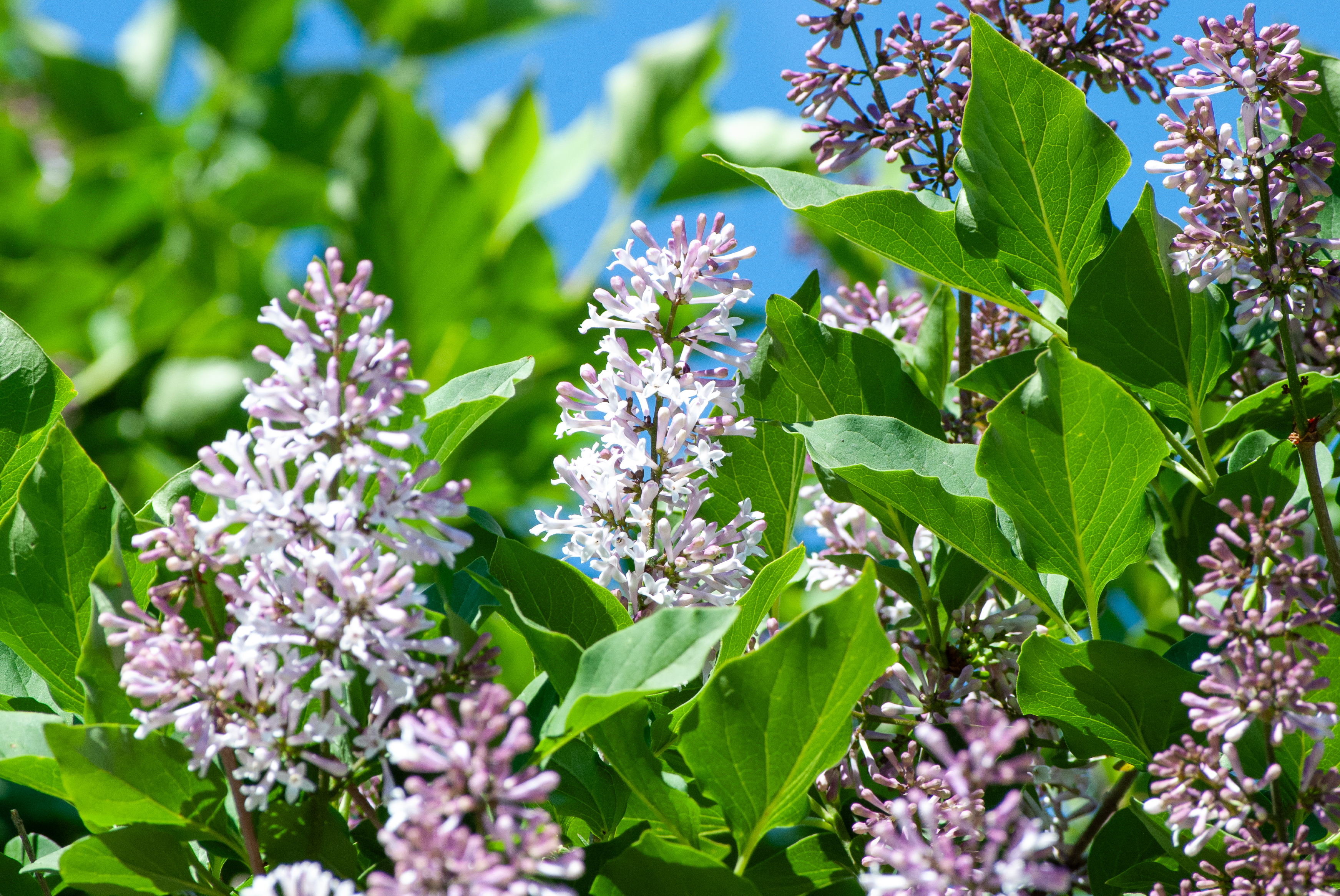 Lilac flowers blooming among vibrant green leaves under a bright blue sky.