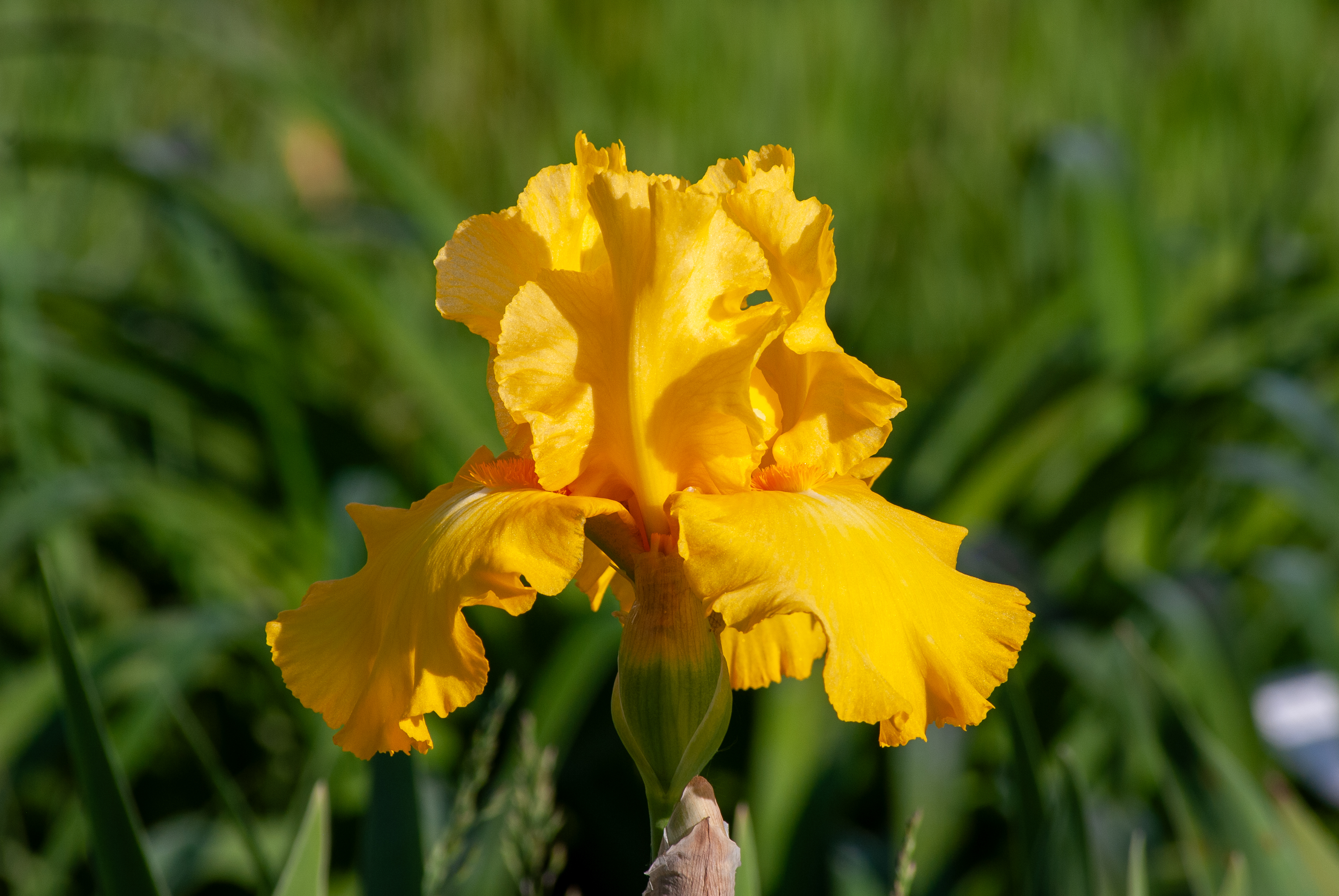 Bright yellow iris flower with ruffled petals in sunlight, surrounded by green foliage.