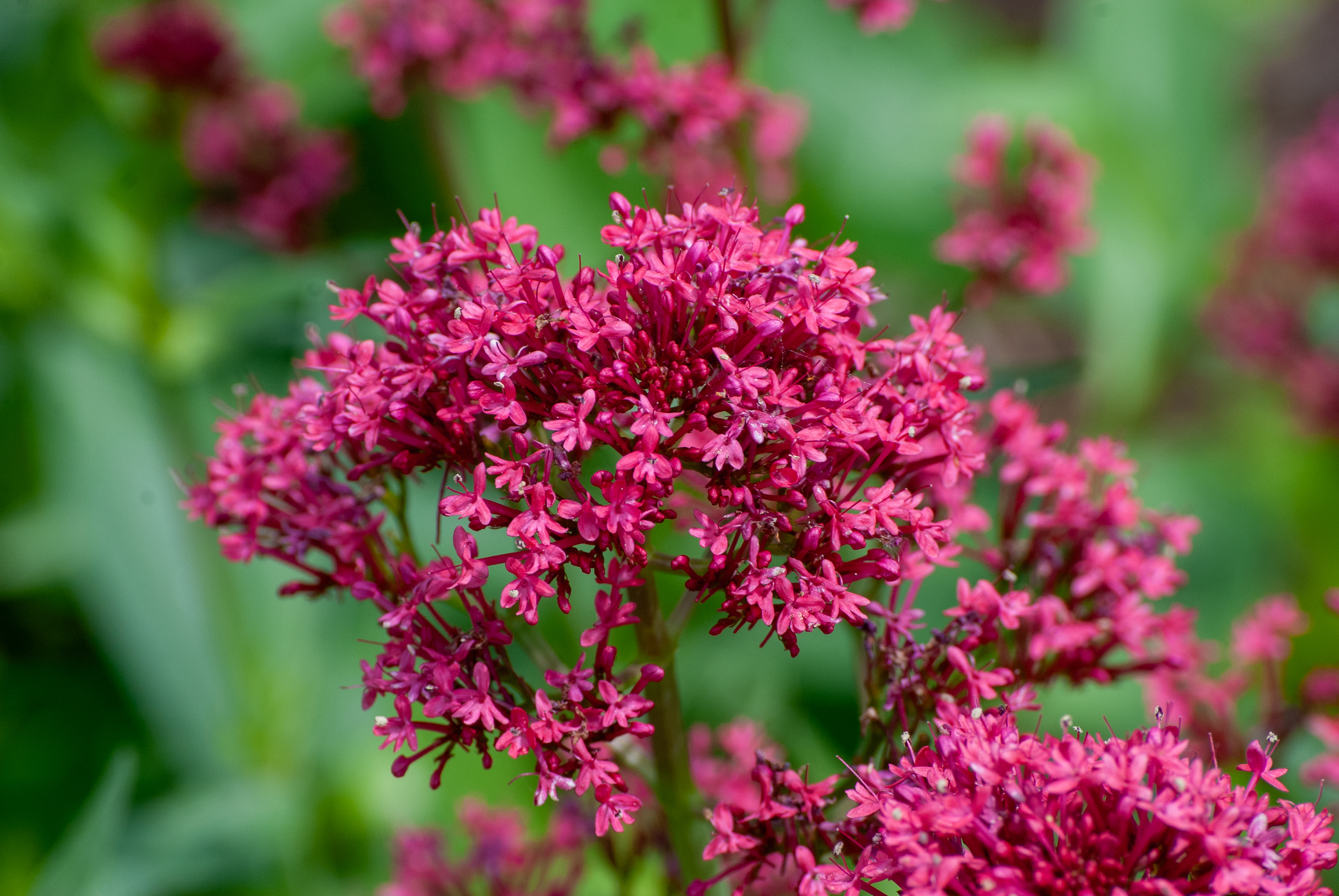 Bright pink clustered flowers with green blurred background.