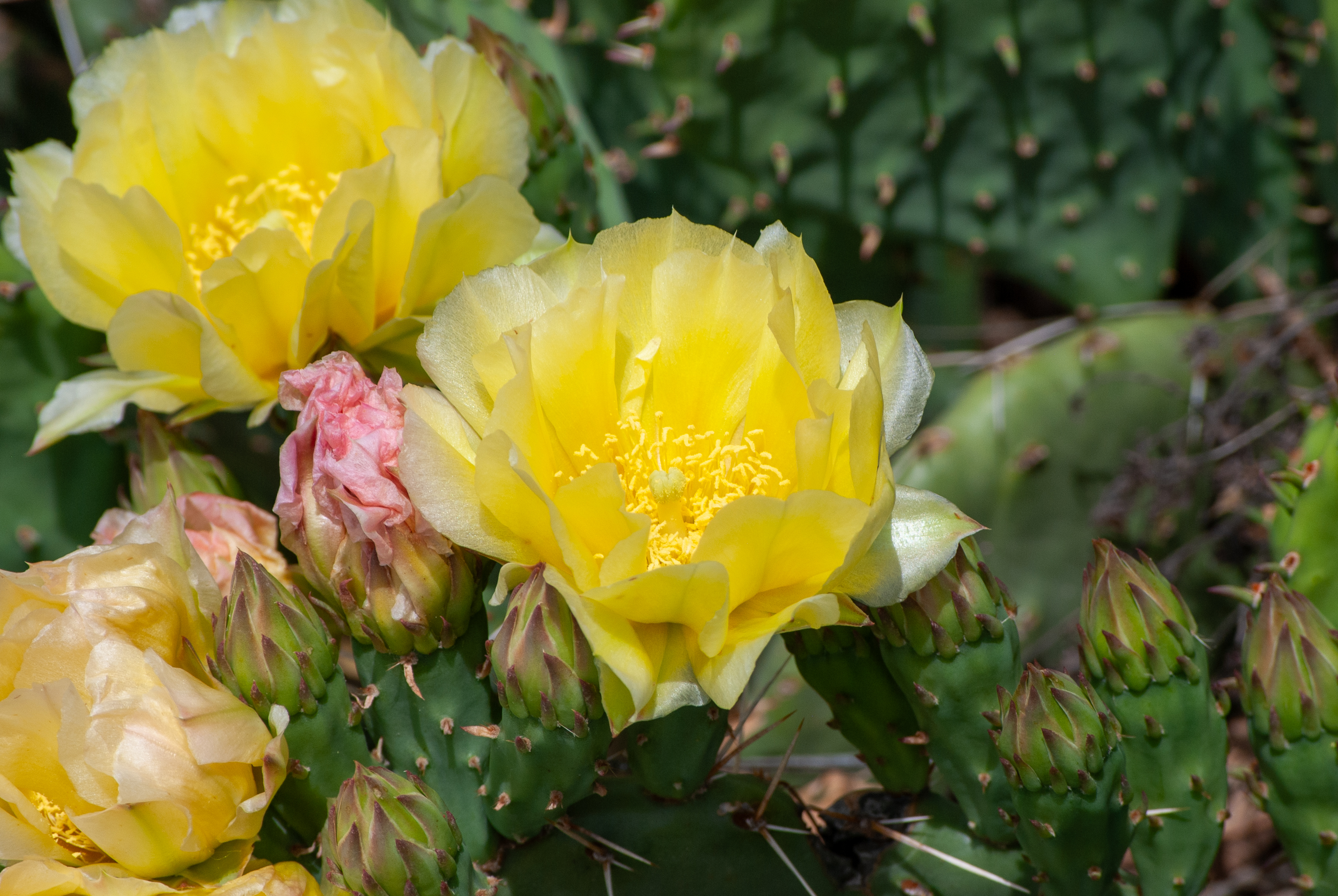 Yellow cactus flowers in full bloom, surrounded by green prickly stems and unopened buds.