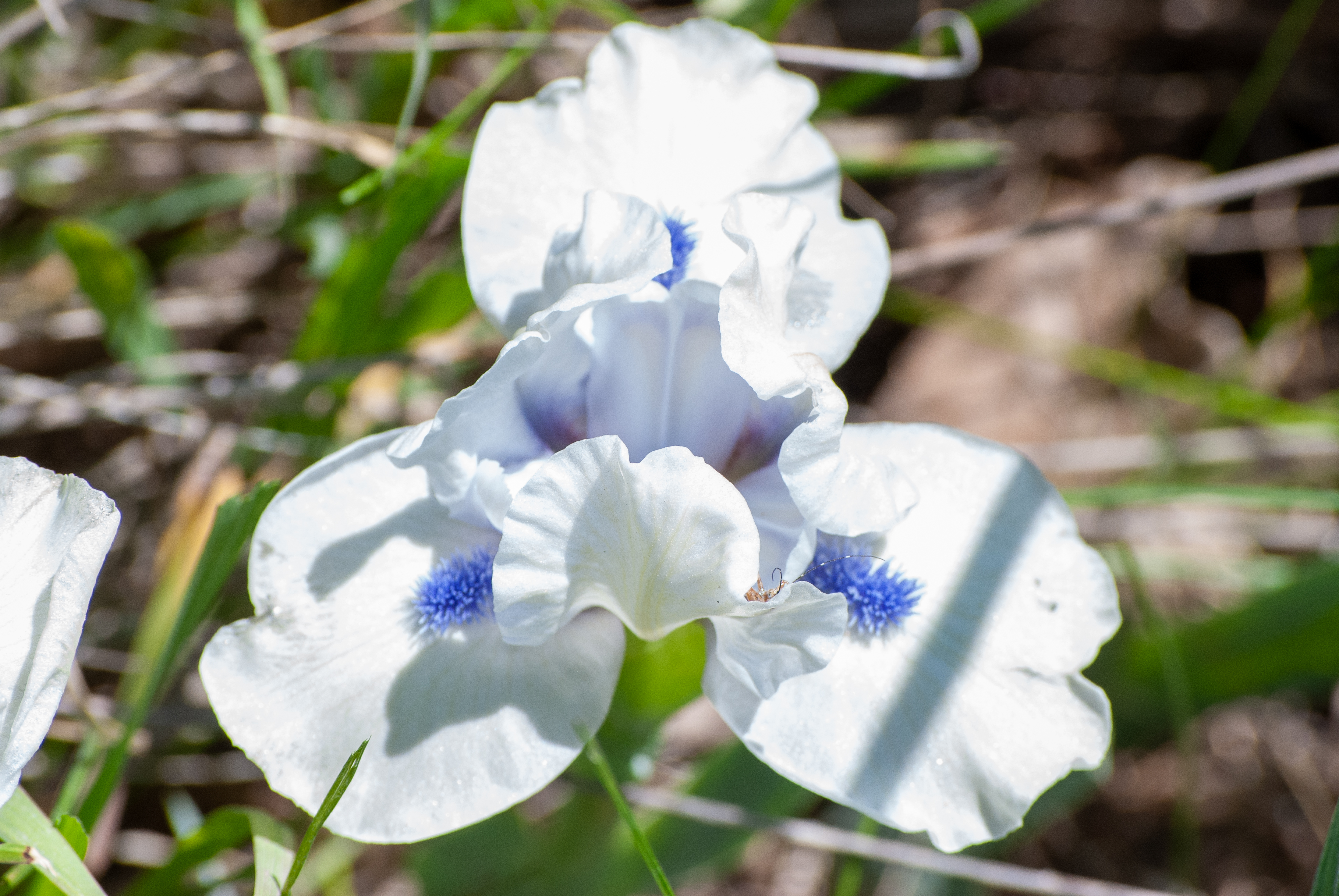 White iris flower with ruffled petals in a grassy outdoor setting.