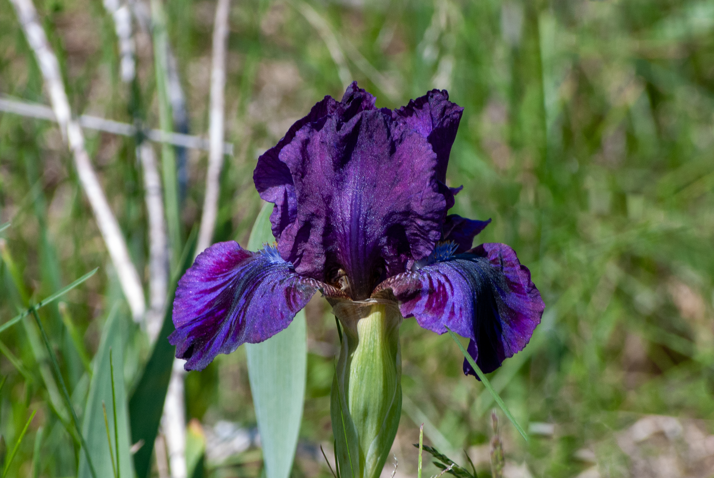 Purple iris flower with ruffled petals in a grassy outdoor setting.