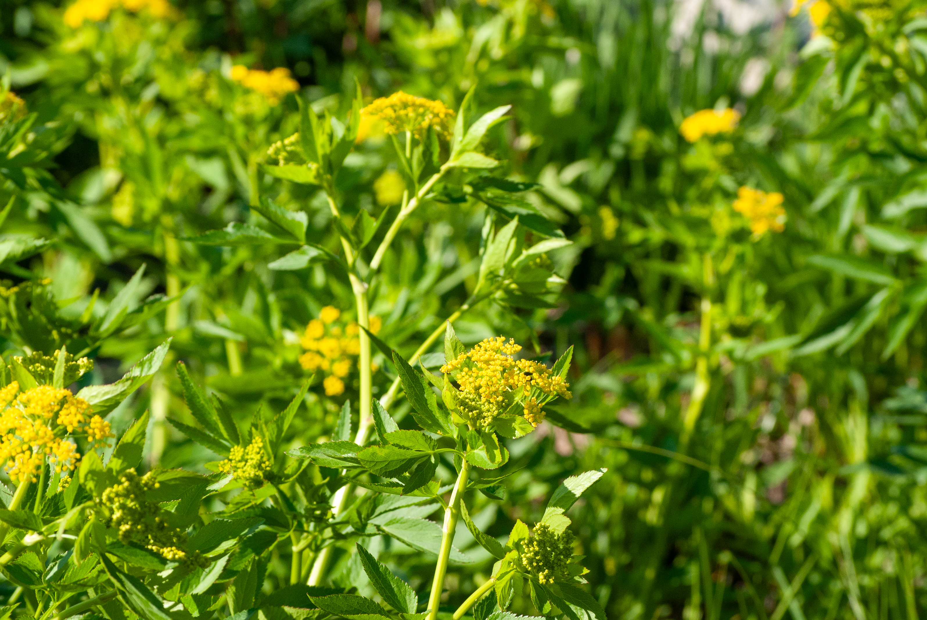 Yellow wildflowers and lush green leaves in sunlight.