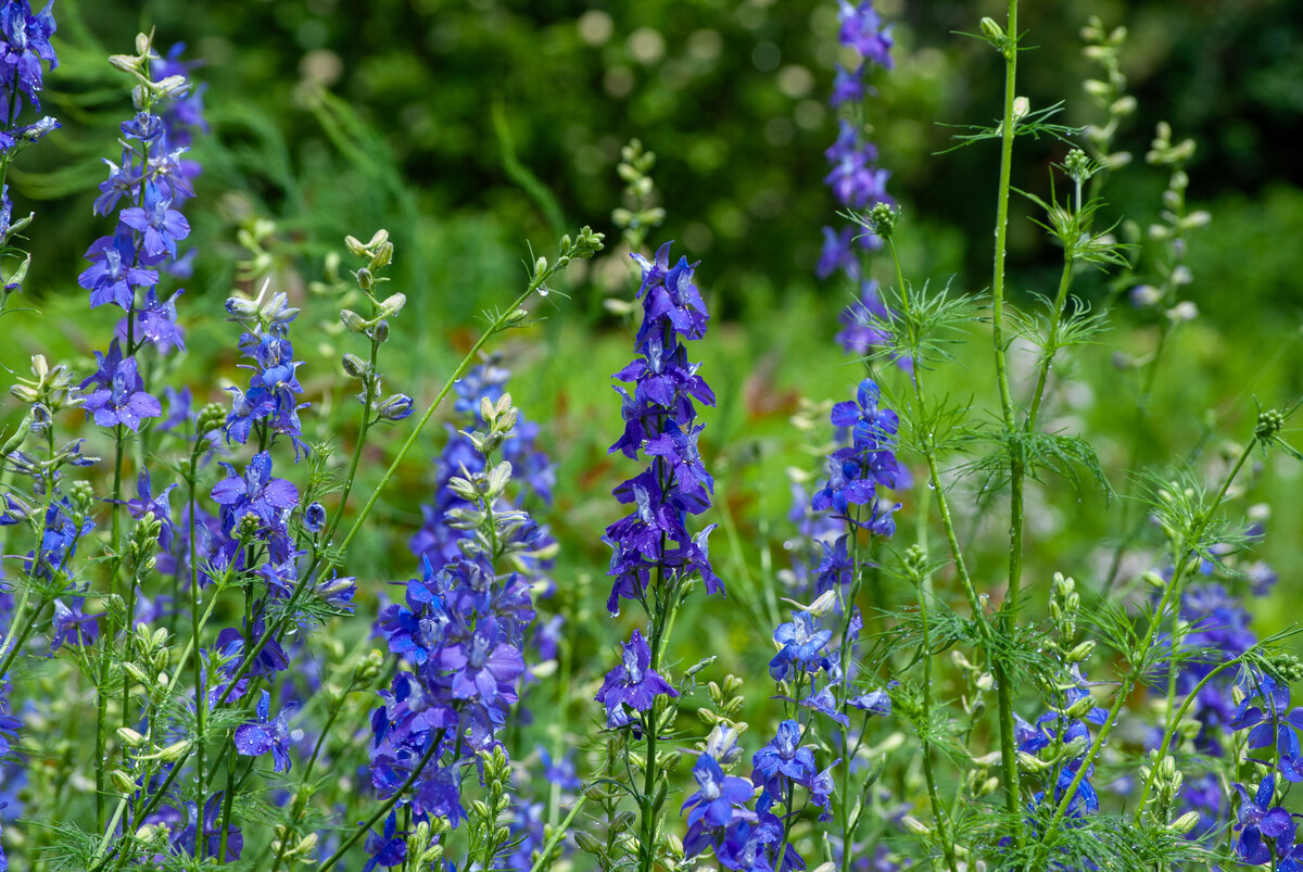 Purple wildflowers in a lush green meadow. 