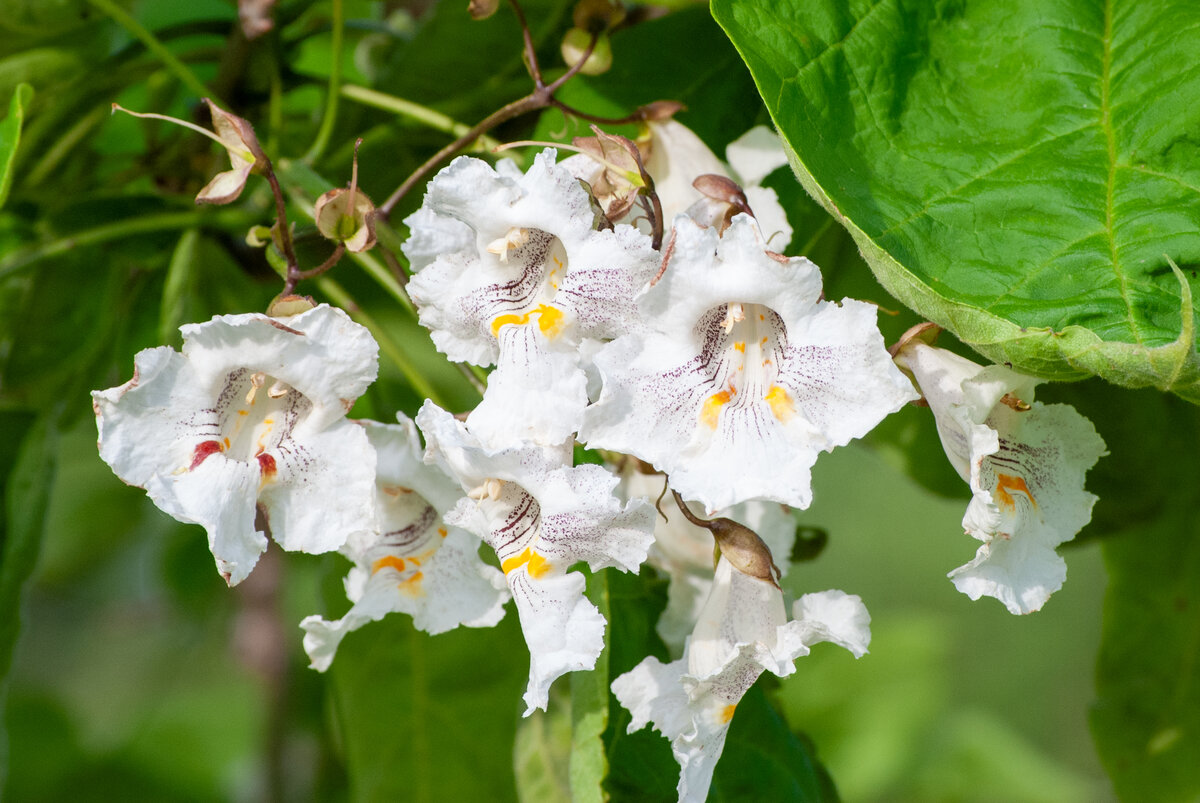 White catalpa flowers with purple and yellow patterns bloom among lush green leaves.