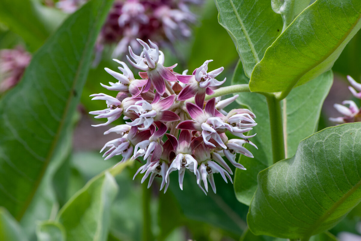 Purple and white flower cluster with spiky petals, surrounded by green leaves.