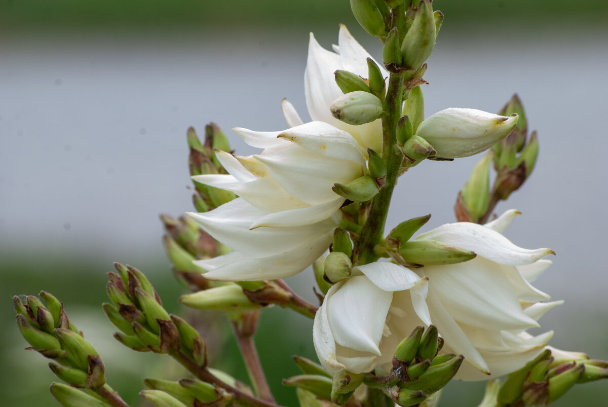 White blossoms on green stems, surrounded by buds, with blurred background.