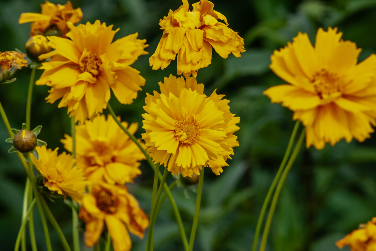 Bright yellow flowers with ruffled petals and green stems against a blurred leafy background.
