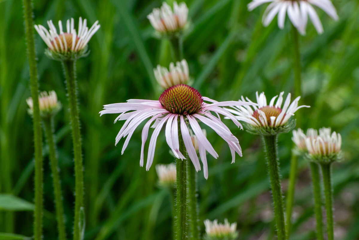 Purple coneflowers with thin petals and green stems in a lush outdoor setting.