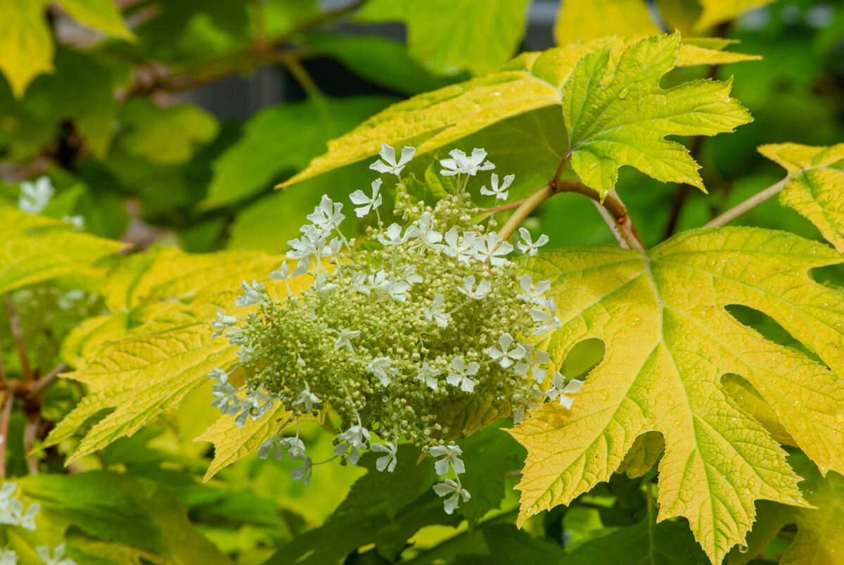Cluster of white hydrangea flowers amid vibrant green and yellow leaves.