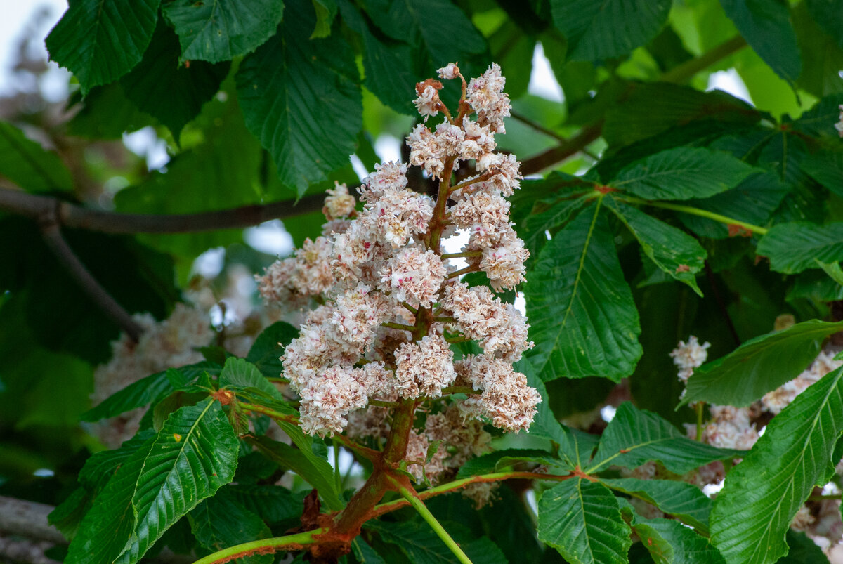 Cluster of white and pink flowers blooming on a tree surrounded by green leaves.