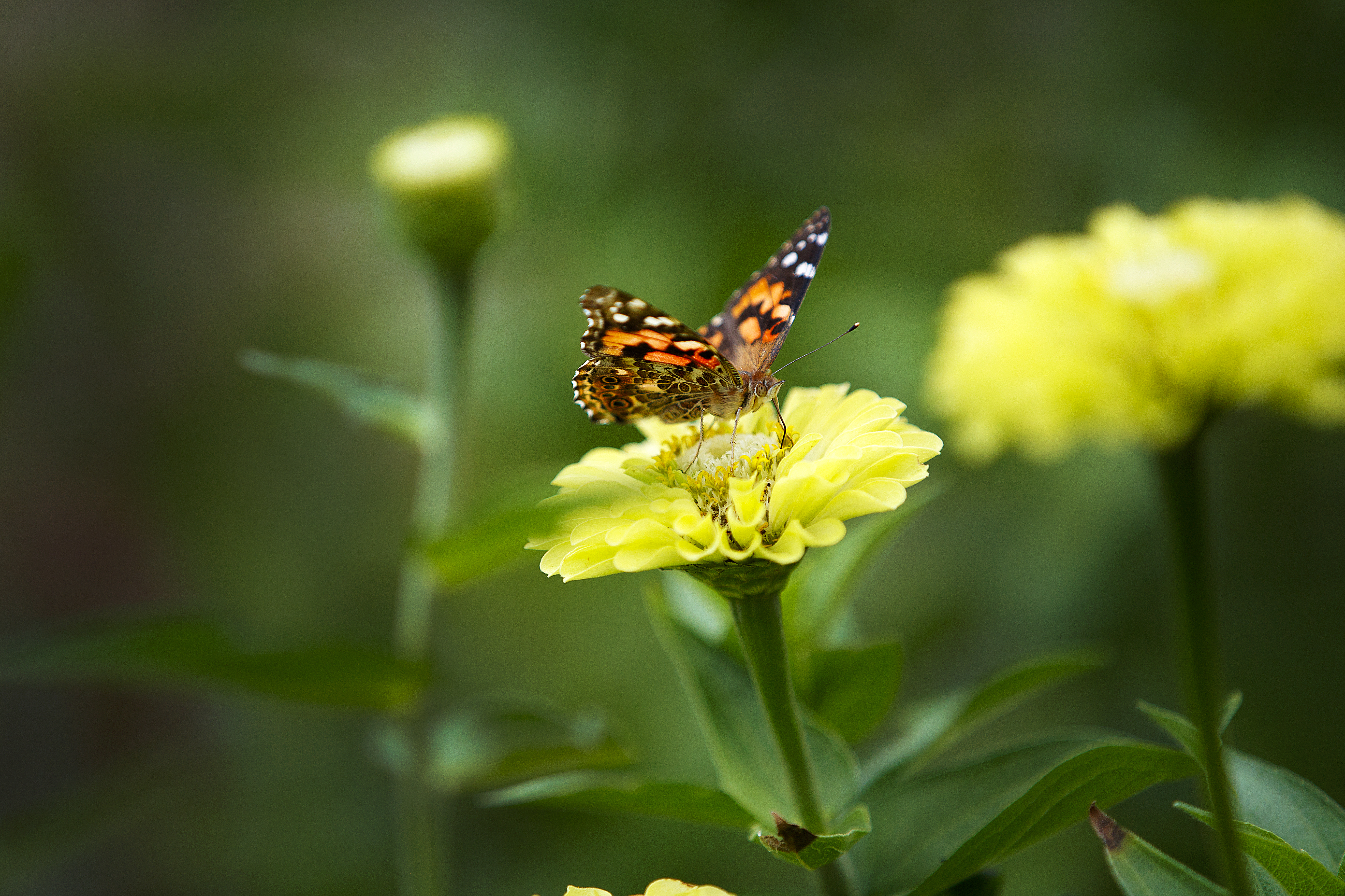 butterfly in the garden