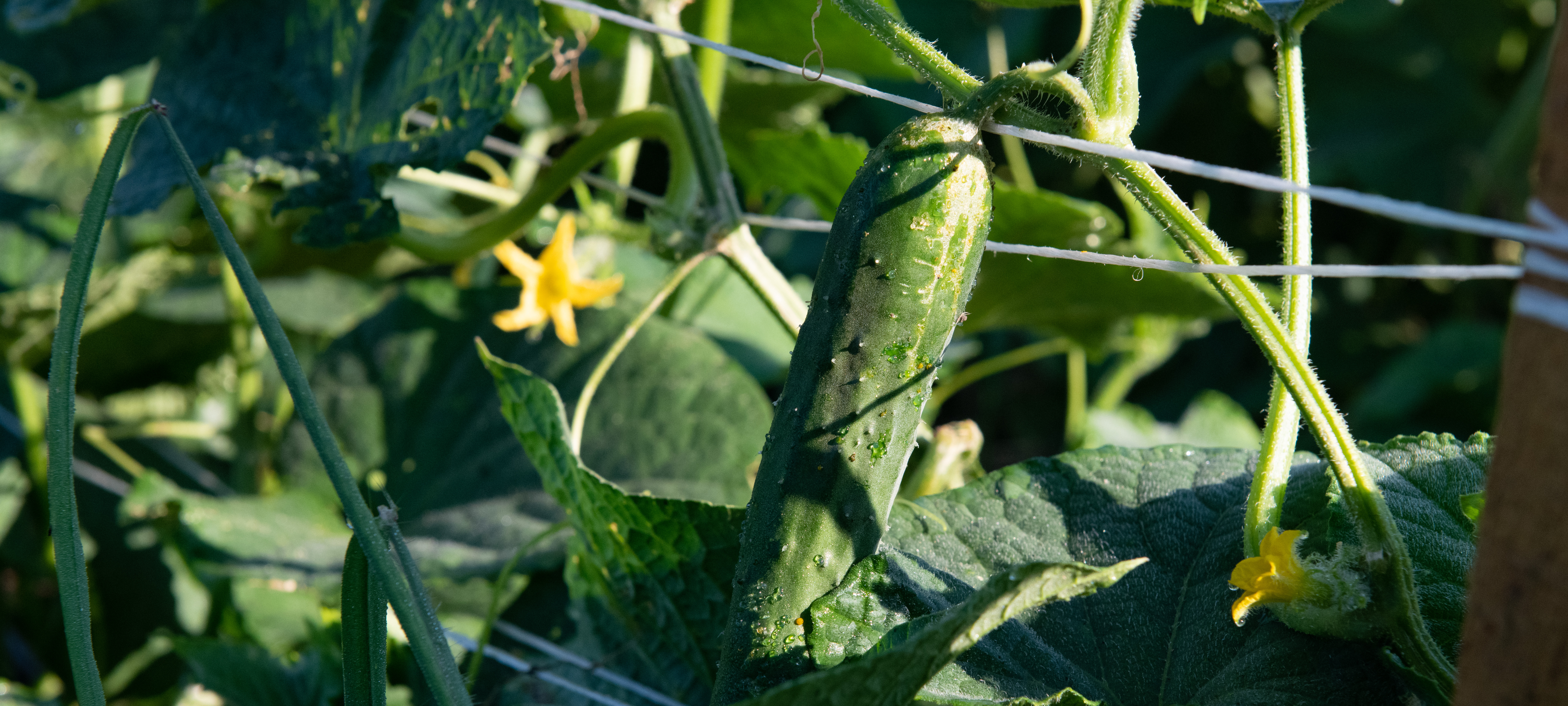 Cucumbers, Backyard Farmer