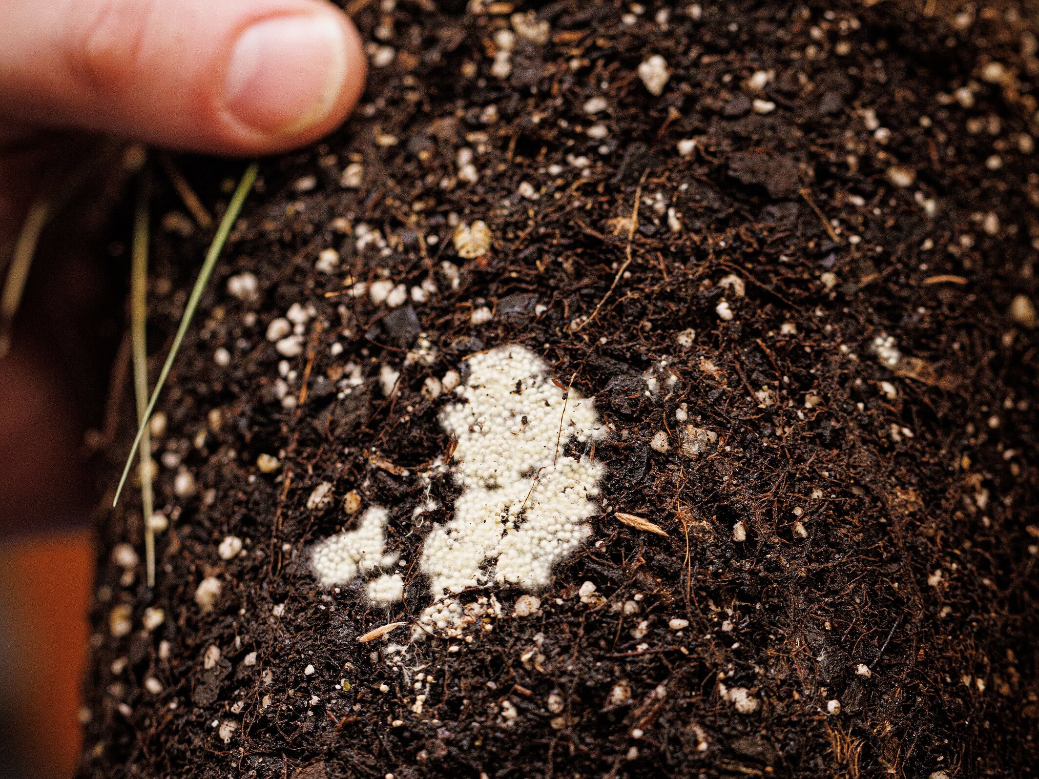 White fungal growth in dark soil, surrounded by organic debris and small pebbles.