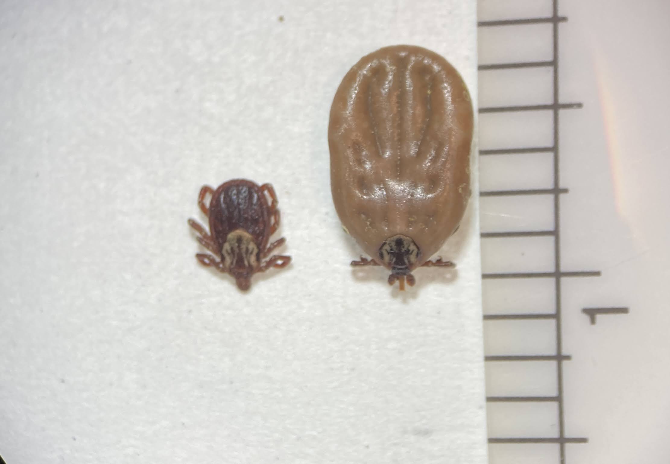 American dog tick engorged