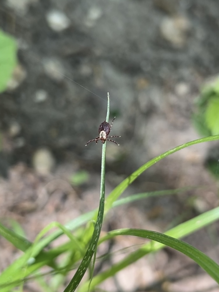 dog tick questing