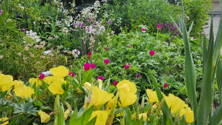 Native Plants